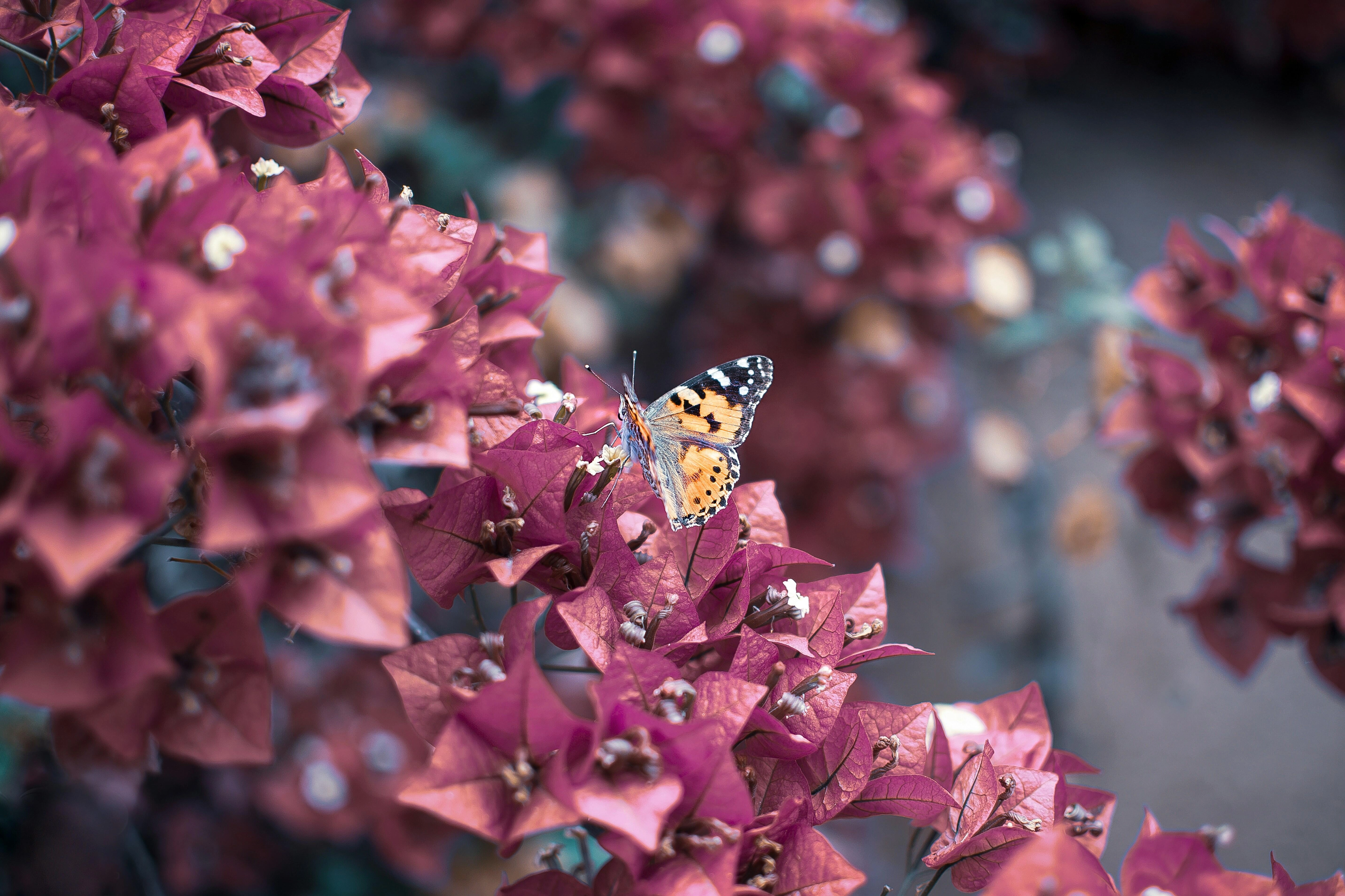 Butterfly on Pink Bougainvillea Butterfly on Pink Bougainvillea