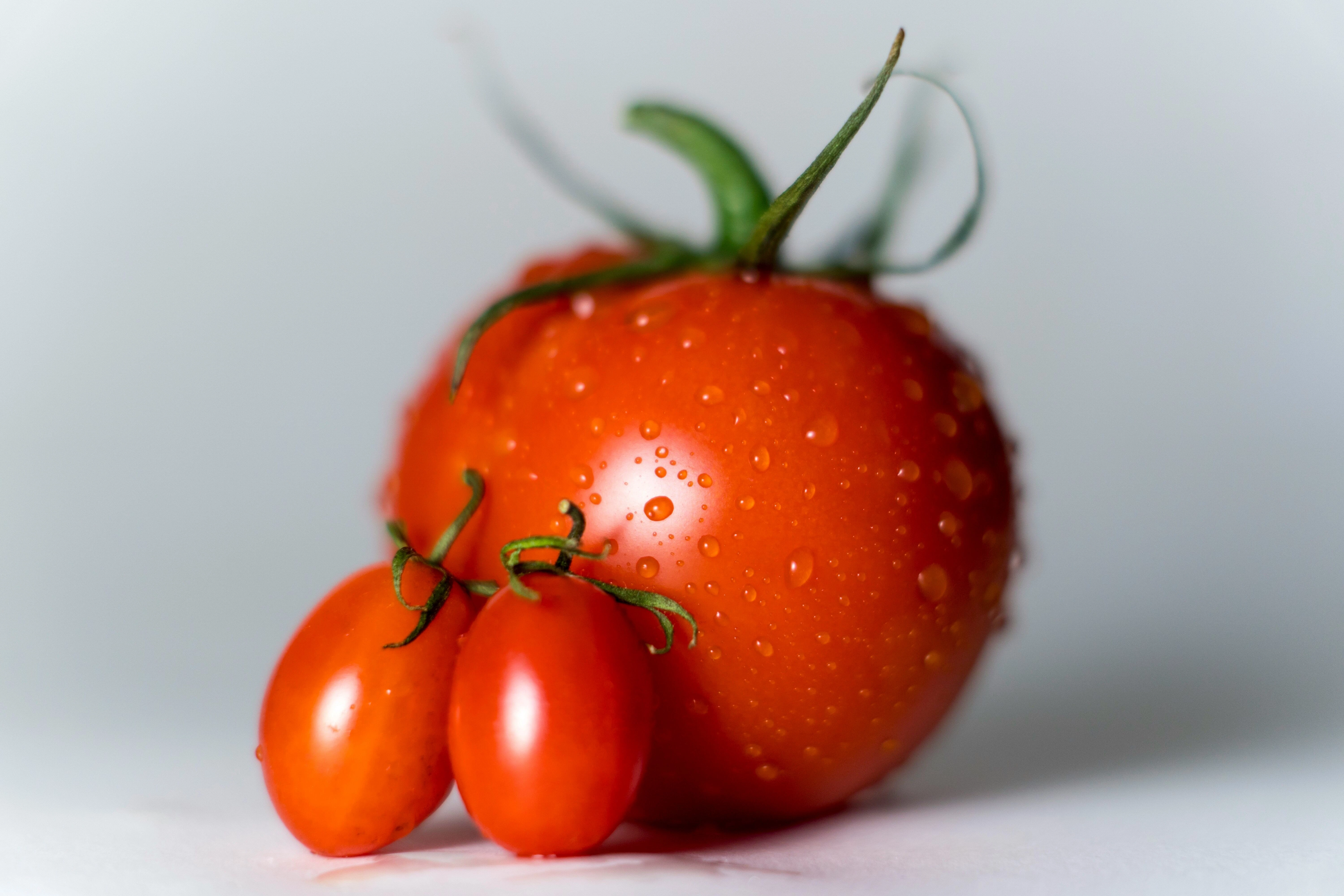 Fresh Tomatoes with Dewdrops Fresh Tomatoes with Dewdrops