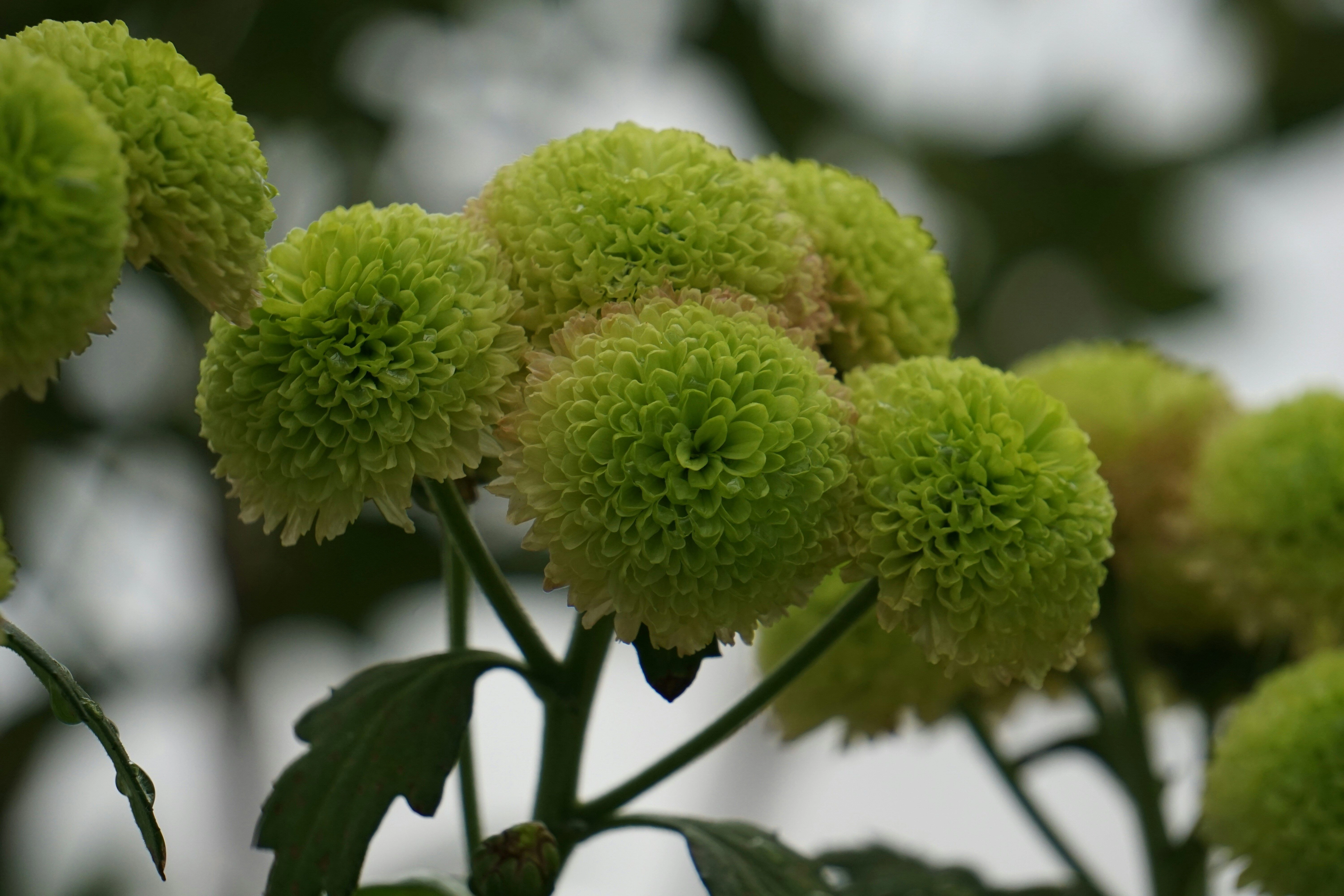 Lush Green Chrysanthemum Blooms Lush Green Chrysanthemum Blooms