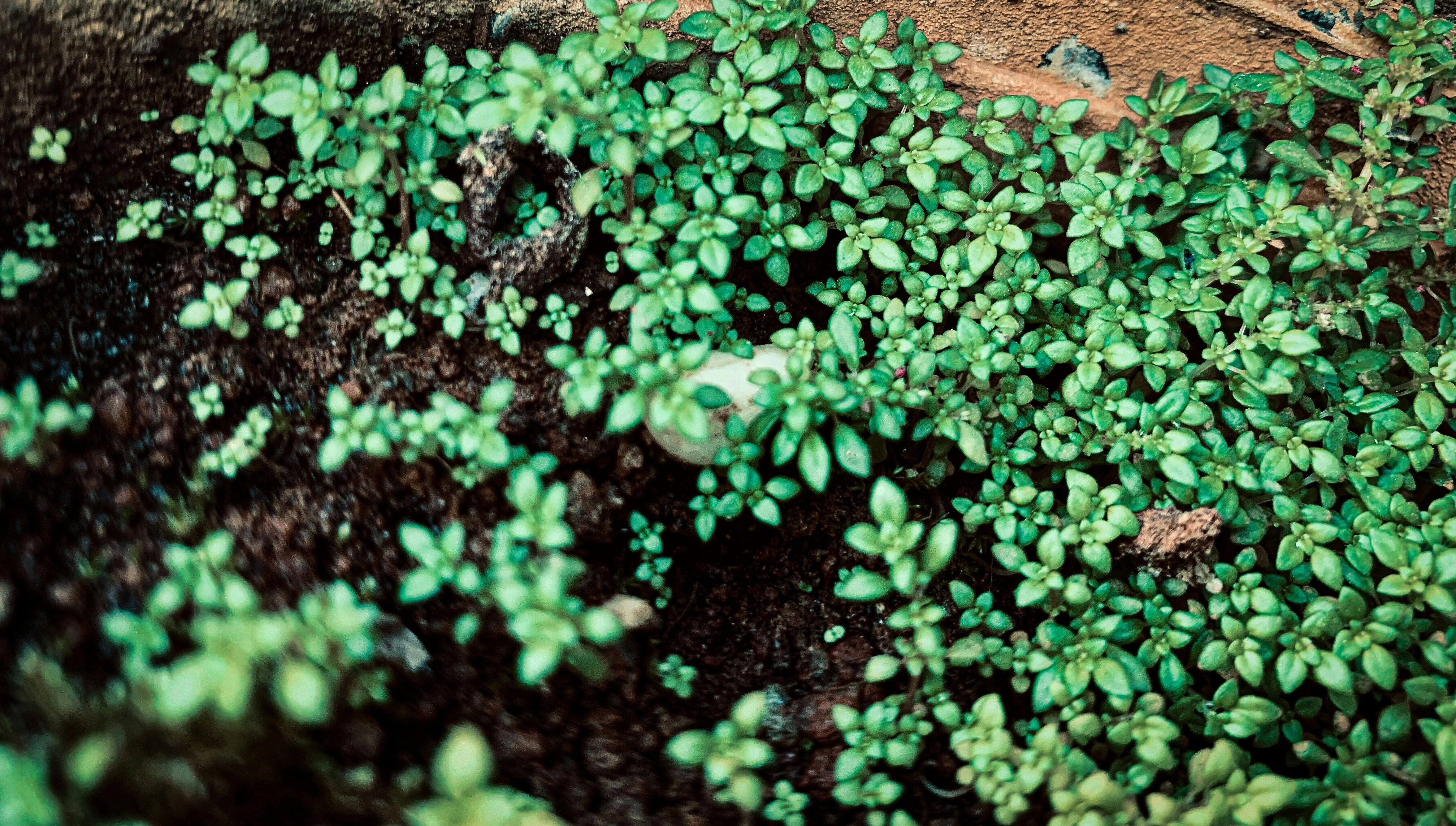 Lush Green Sprouts Growing Lush Green Sprouts Growing
