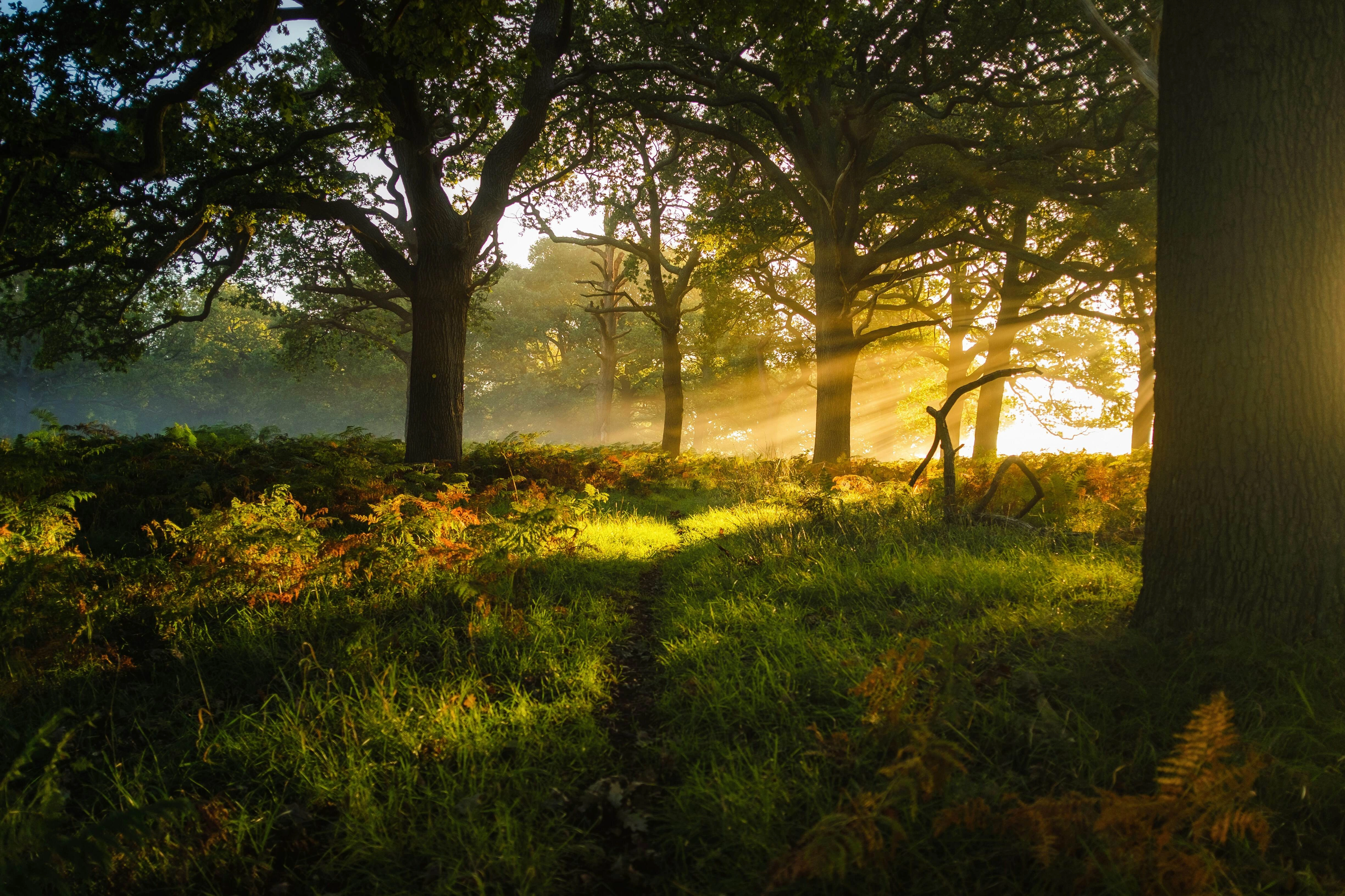 Magical Sunlit Forest Clearing Magical Sunlit Forest Clearing