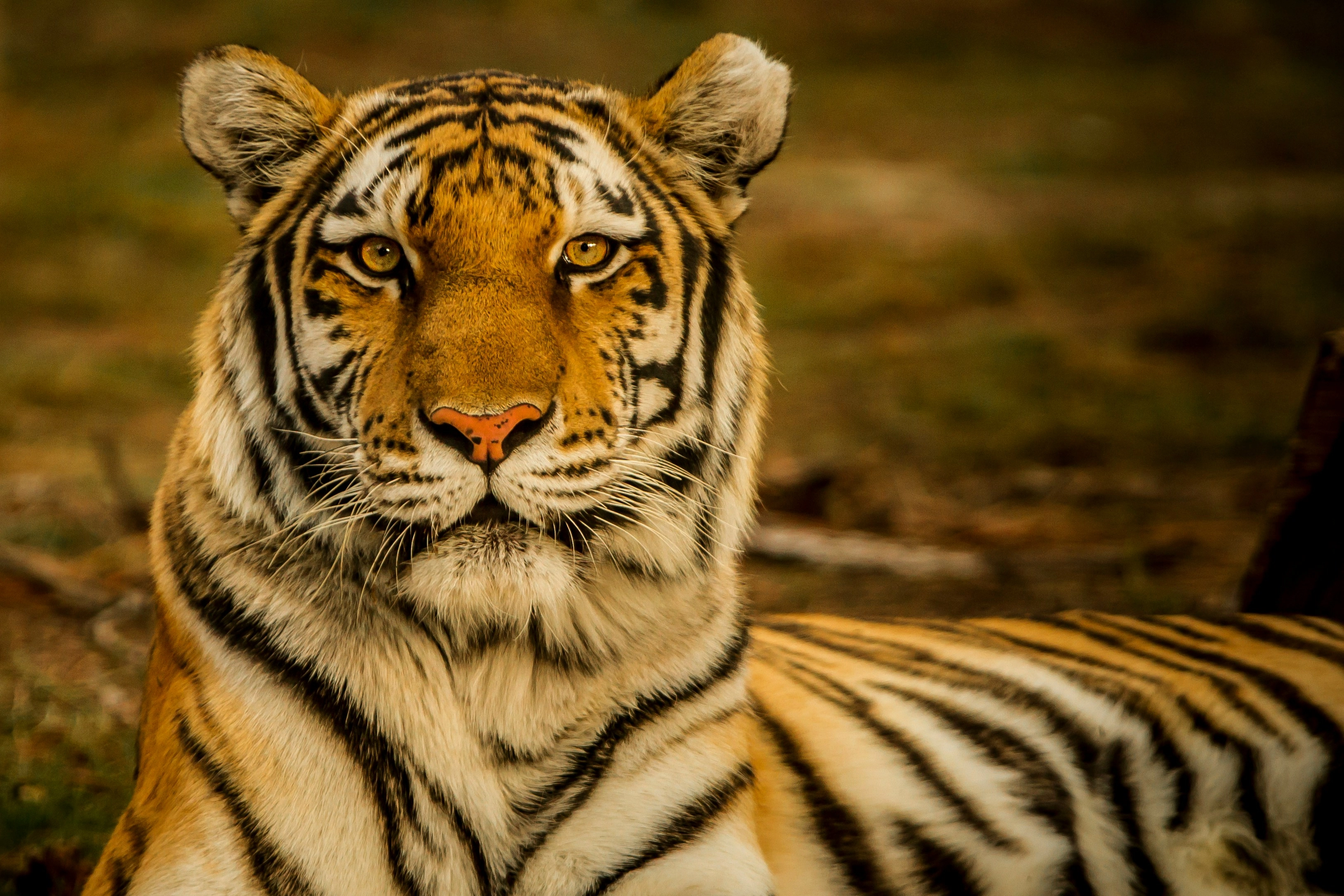 Majestic Tiger Color Palette, Combinations & Schemes | Octet Design Labs