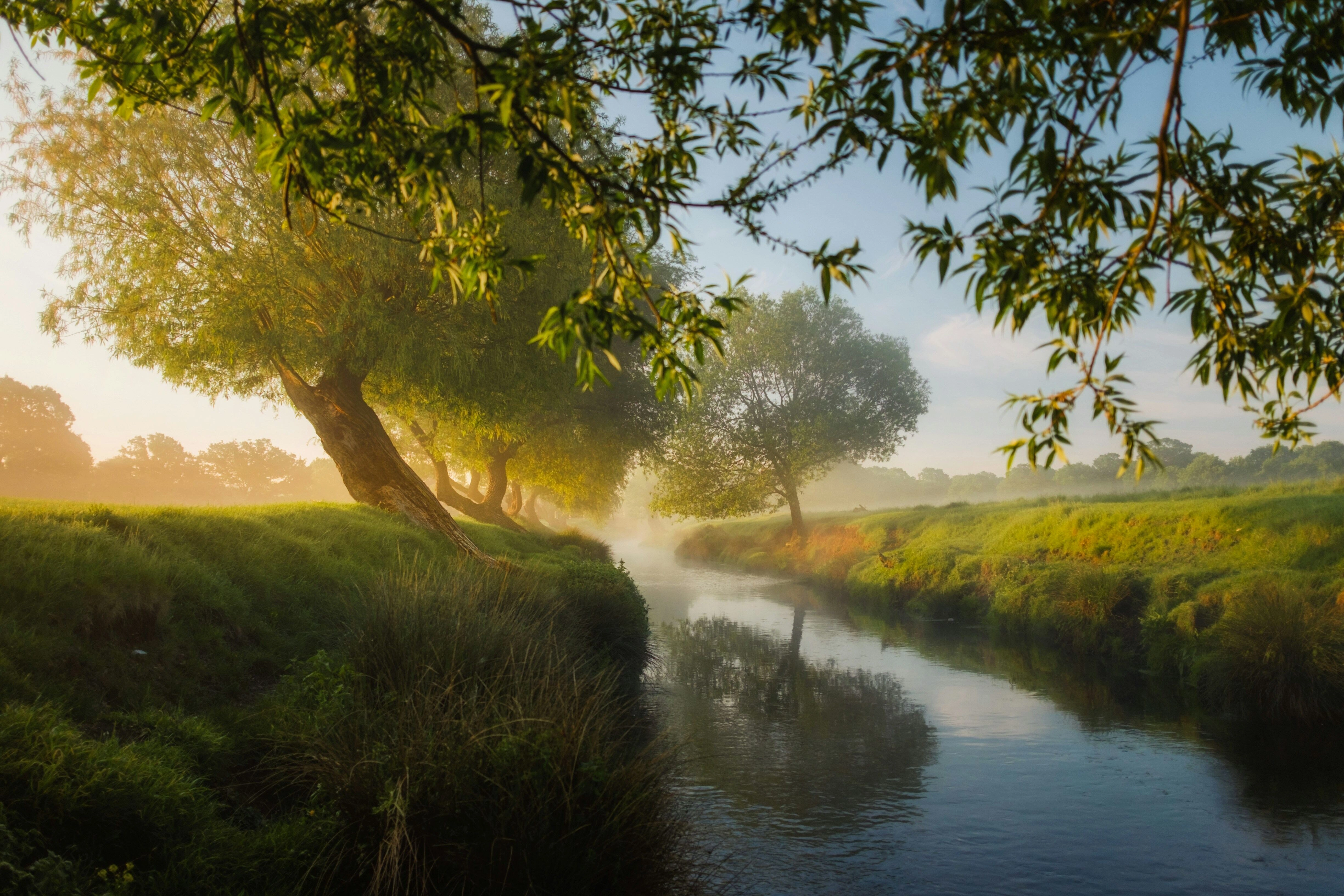 Misty Riverside Willow Dawn Misty Riverside Willow Dawn