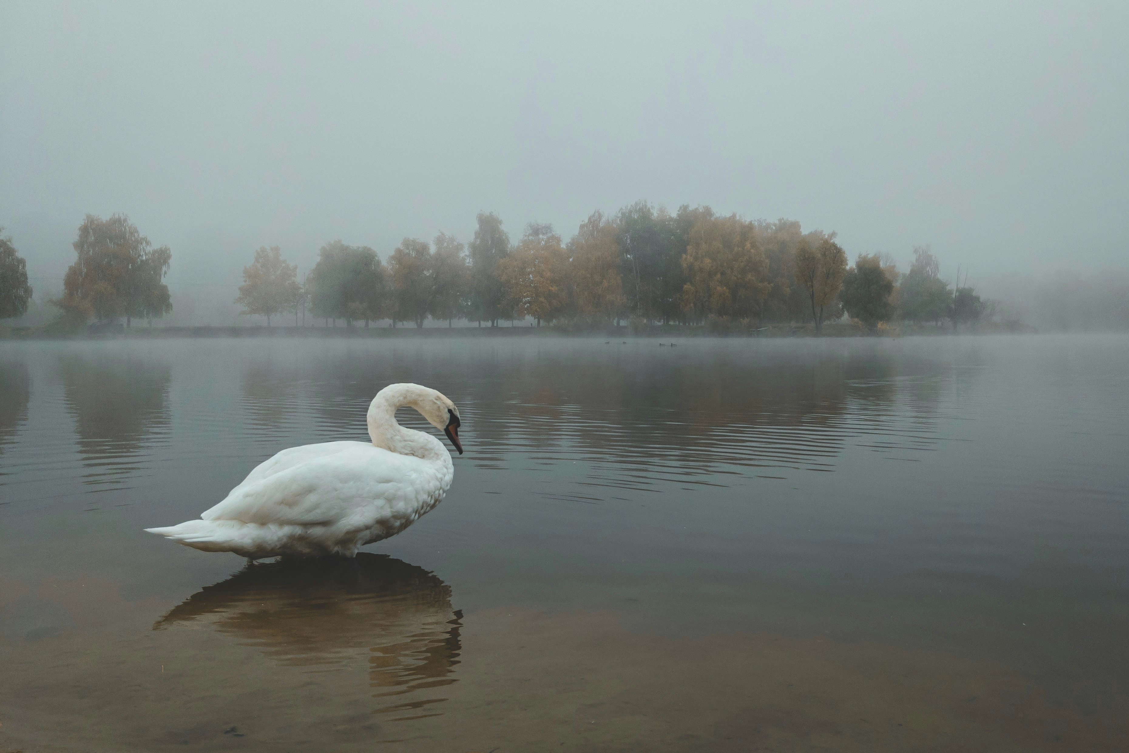 Misty Swan Lake Reflection Misty Swan Lake Reflection
