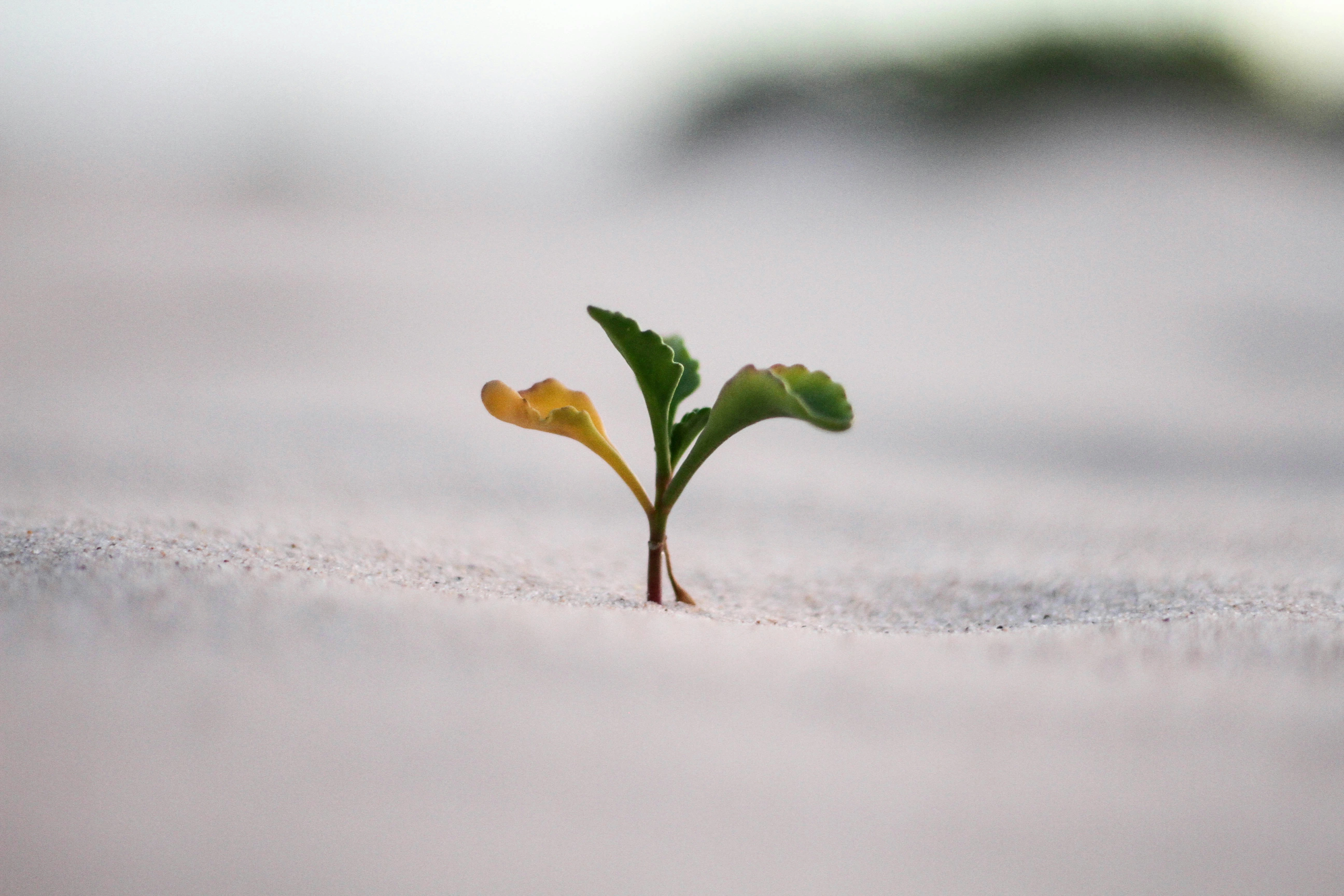 Seedling Breaking Color Palette, Combinations & Schemes | Octet Design Labs