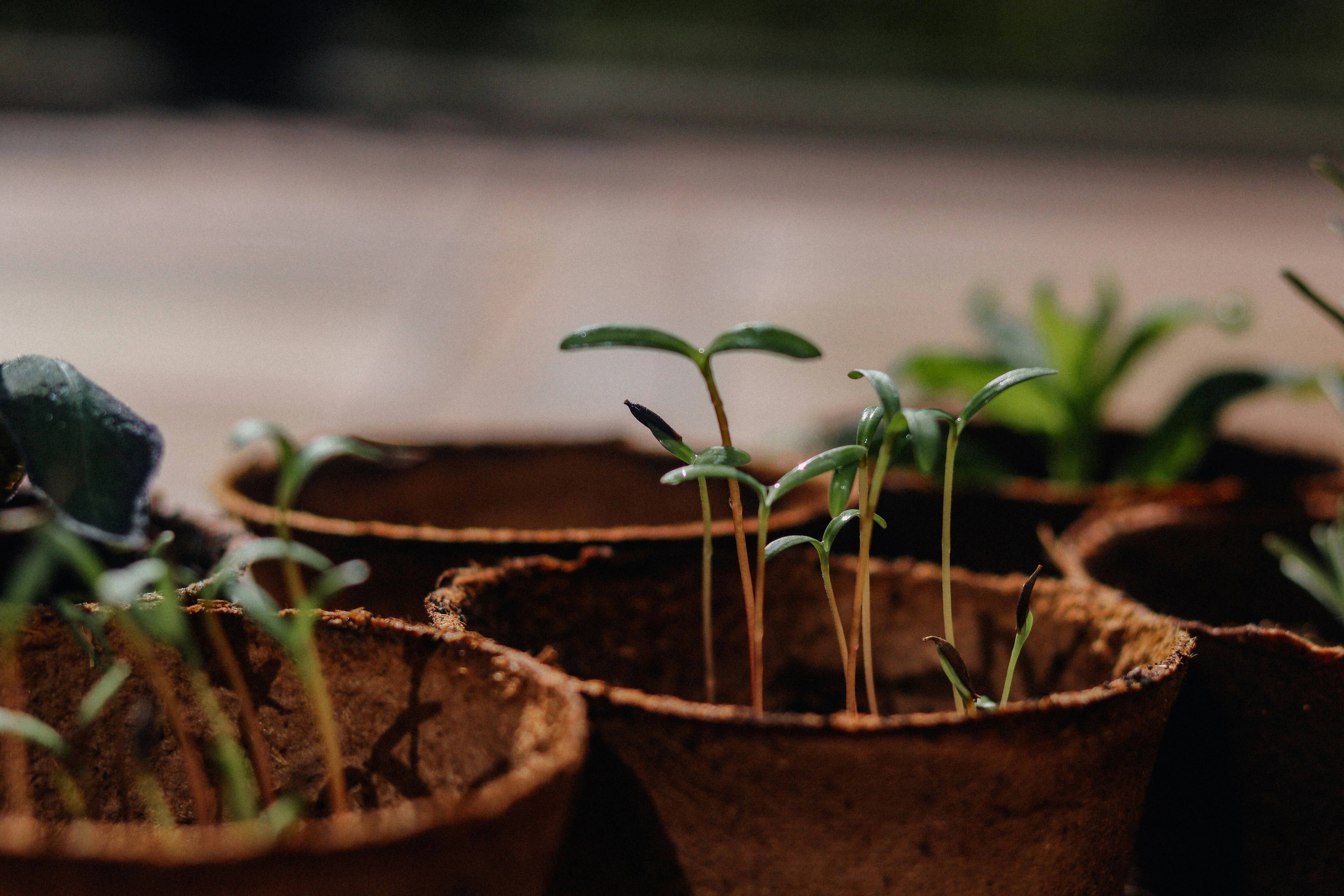 Seedlings in Clay Pots Seedlings in Clay Pots