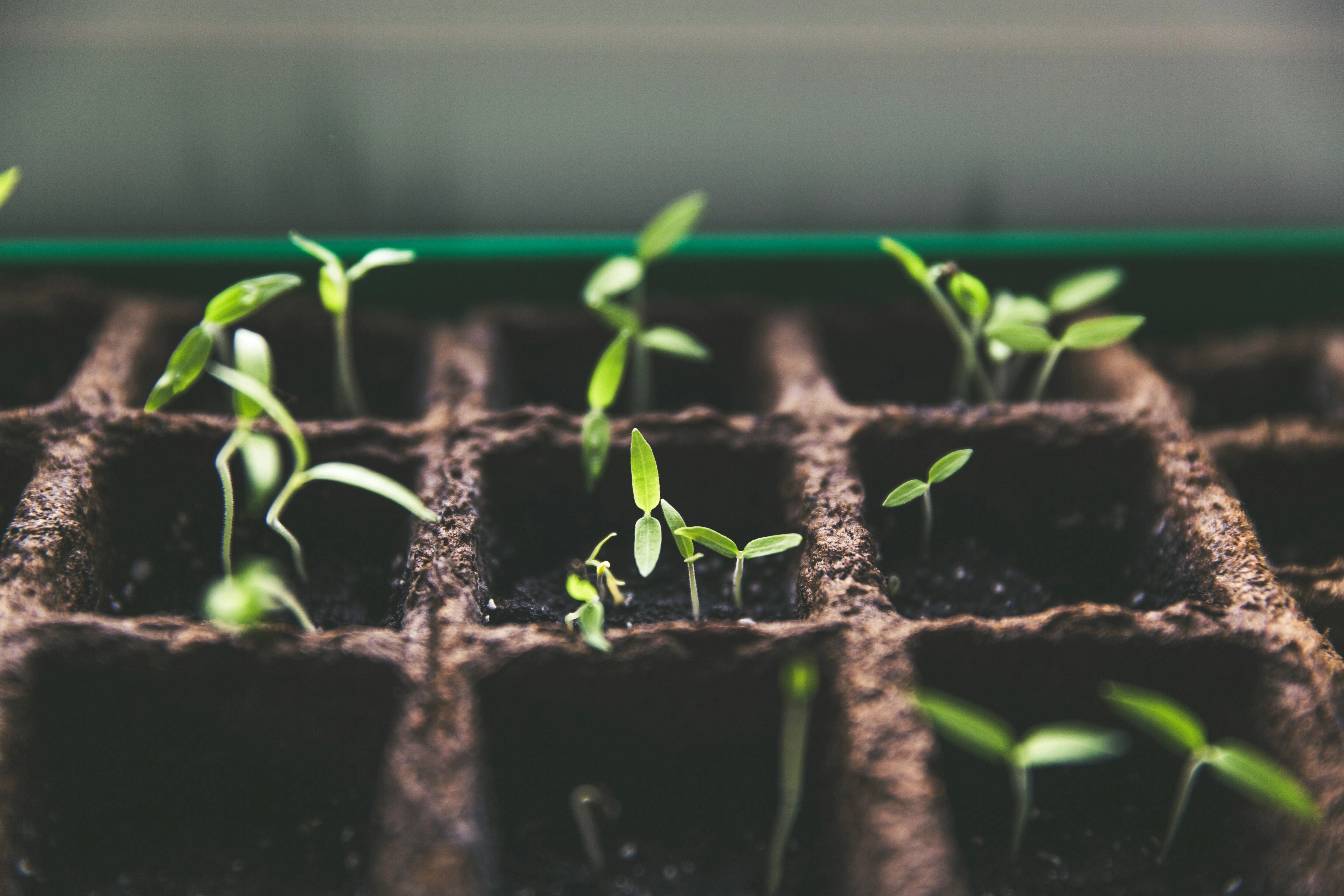 Seedlings in Soil Tray Seedlings in Soil Tray