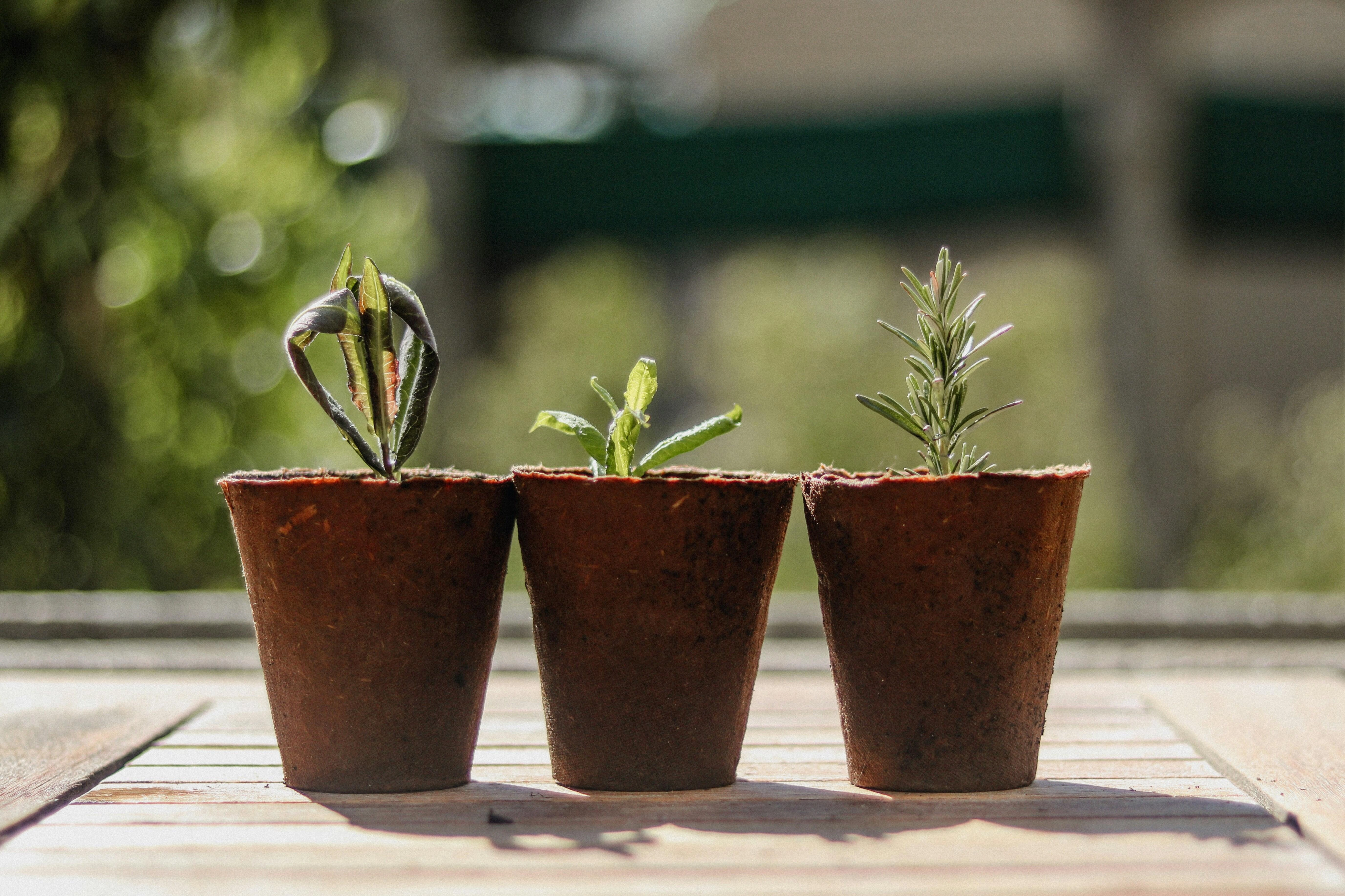 Seedlings in Terra Cotta Pots Seedlings in Terra Cotta Pots
