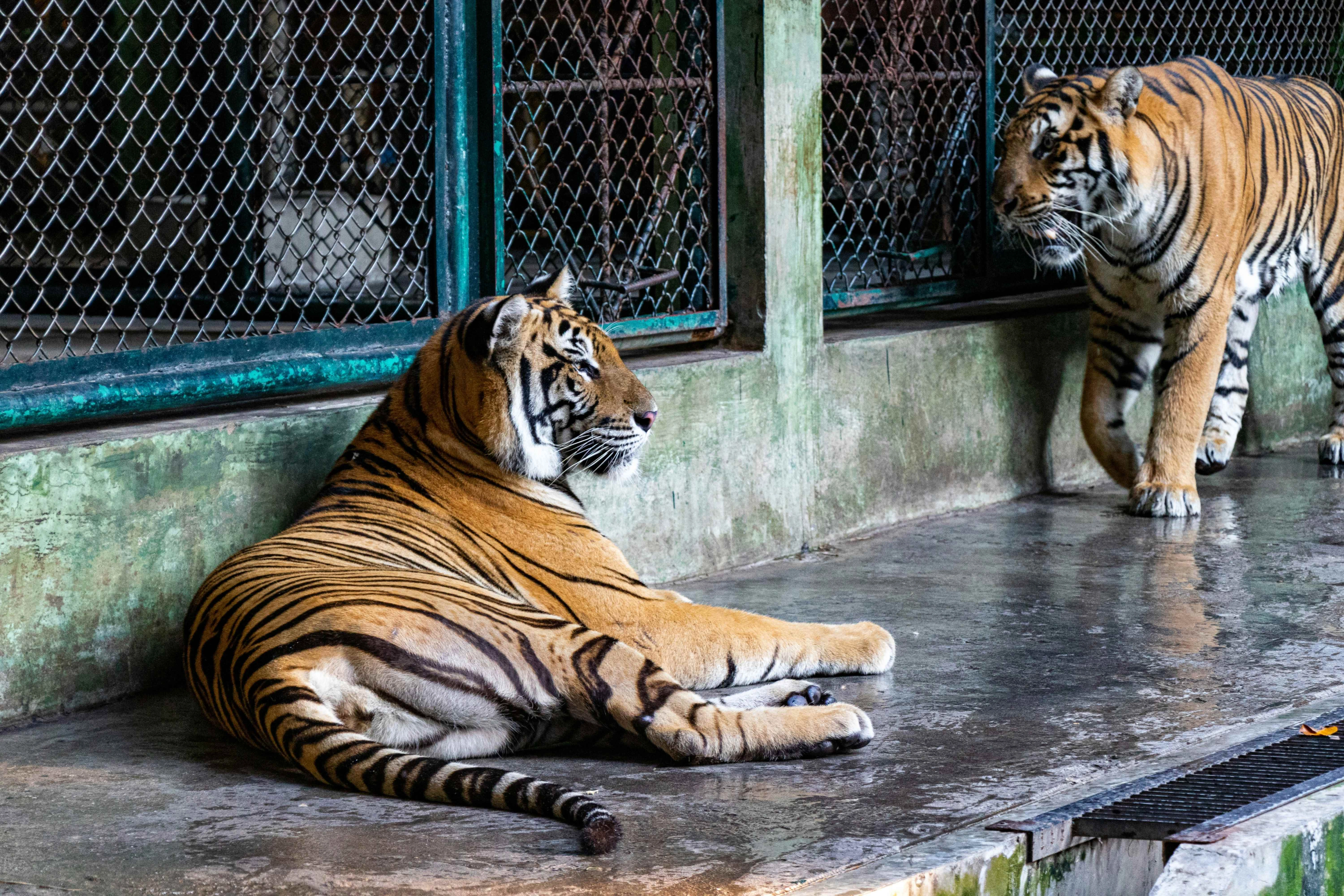 Tigers in captive enclosure Tigers in captive enclosure