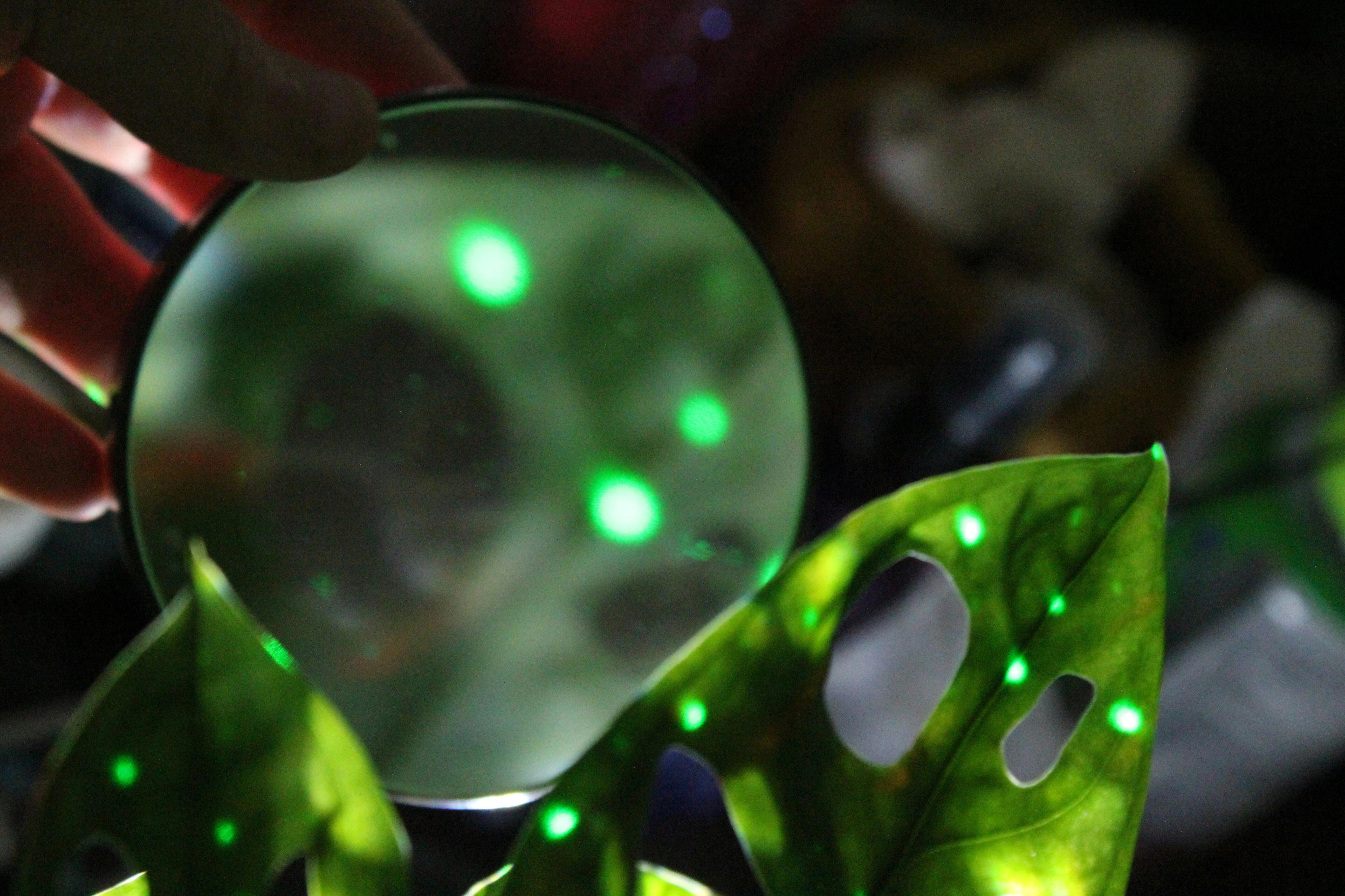 Vibrant Green Orb Leaves