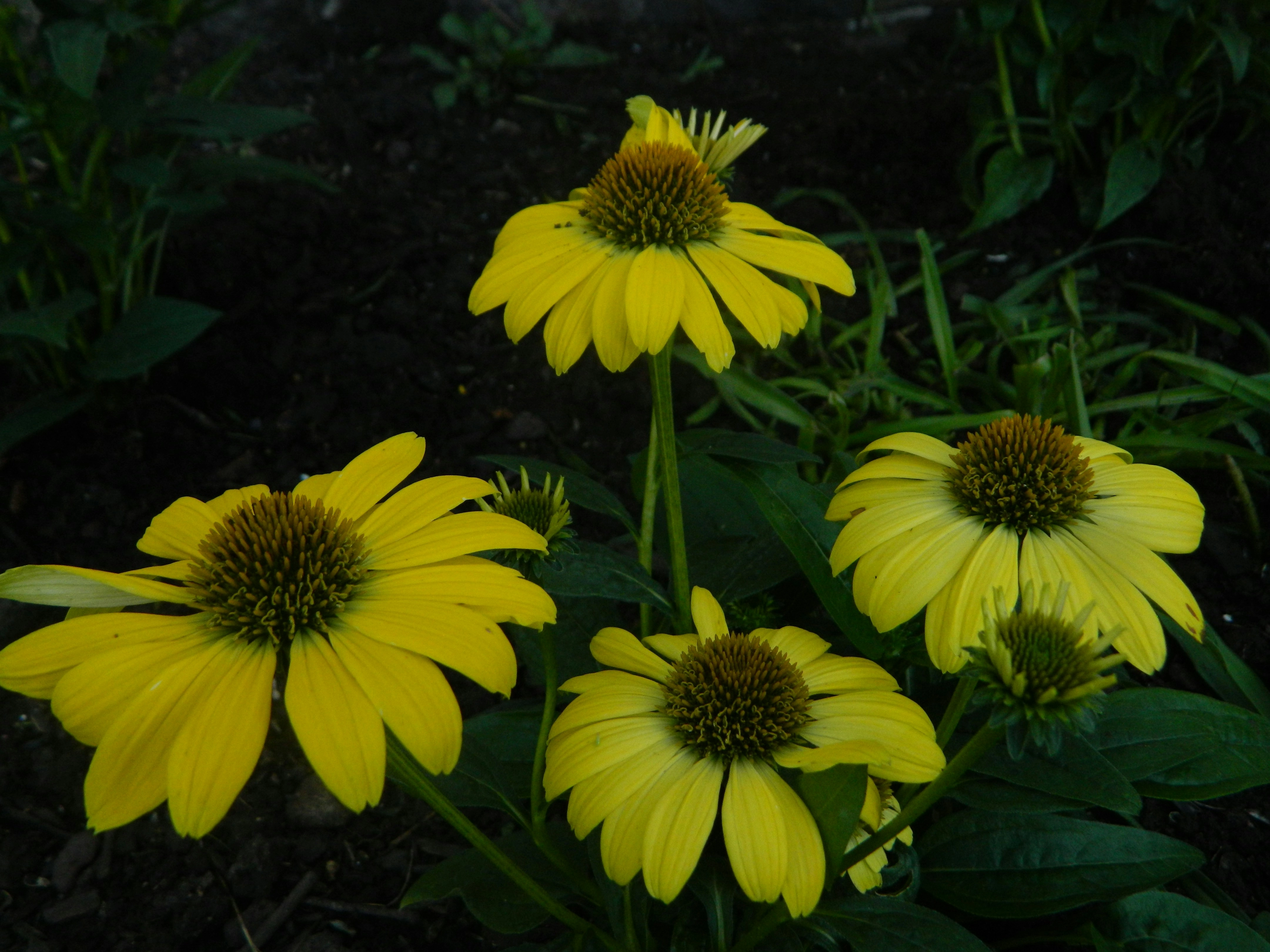 Yellow Coneflowers in Garden Yellow Coneflowers in Garden