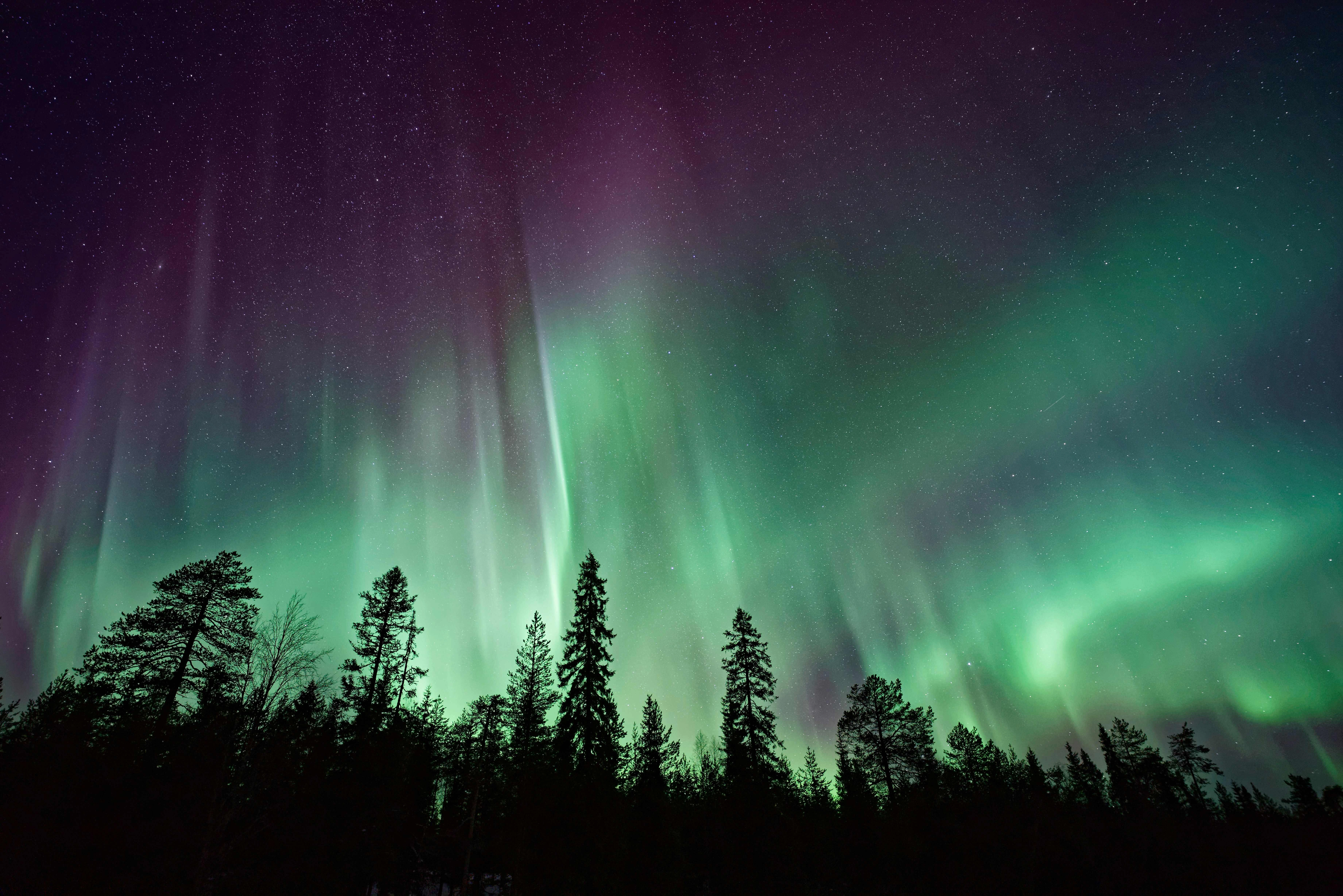 Aurora Borealis Over Forest