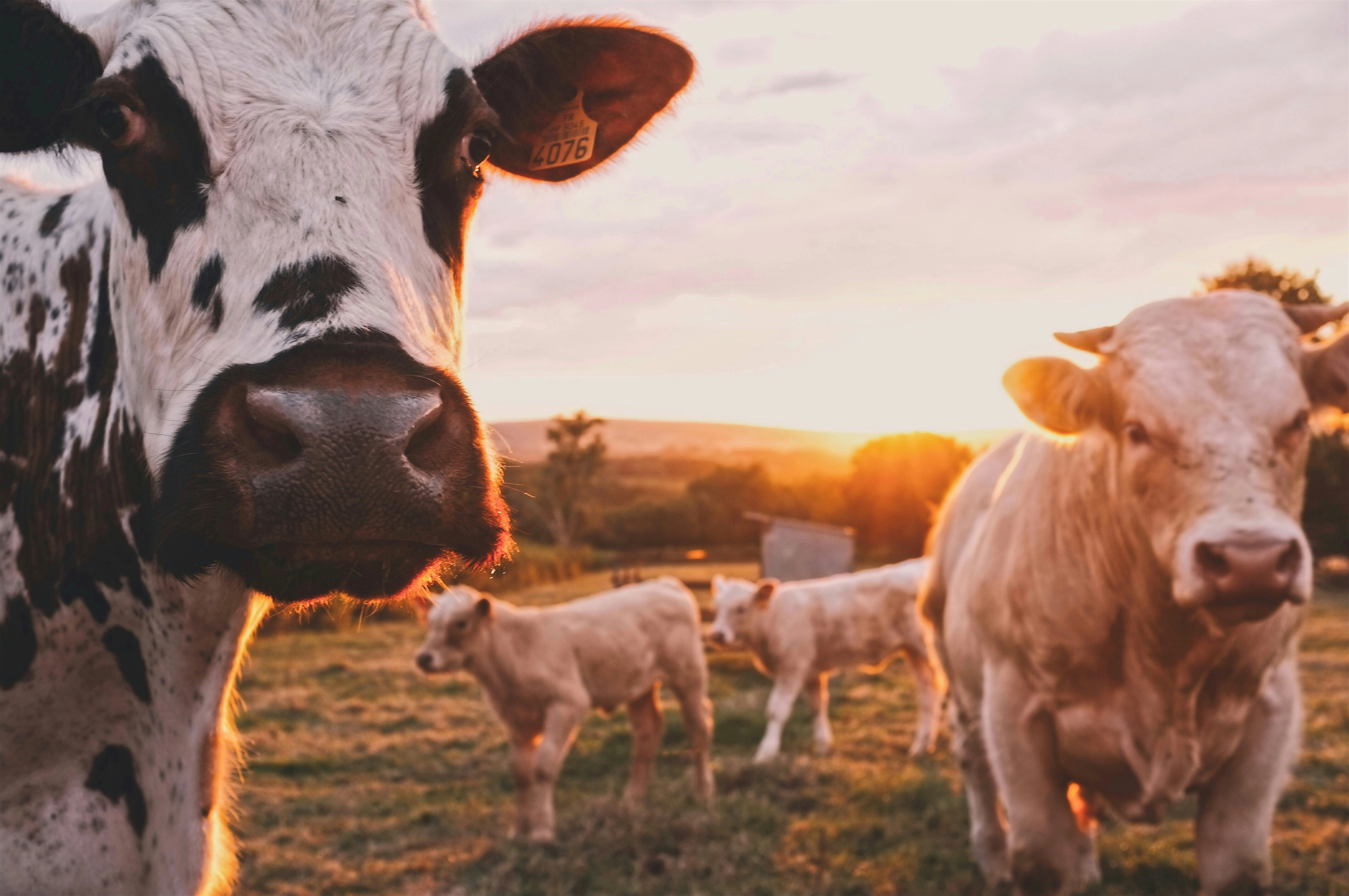 Cows at Golden Sunset Cows at Golden Sunset