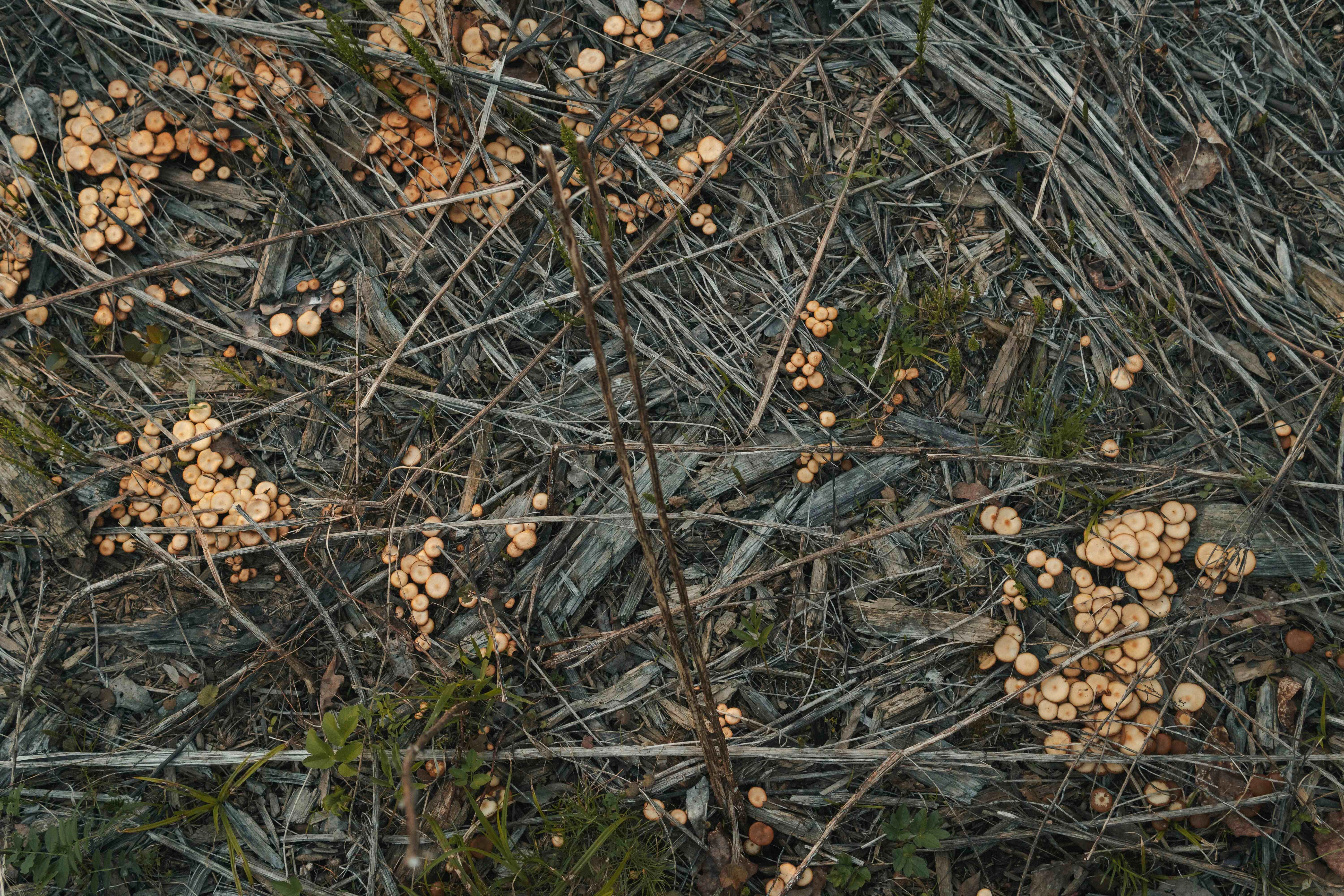 Forest floor mushroom clusters Forest floor mushroom clusters