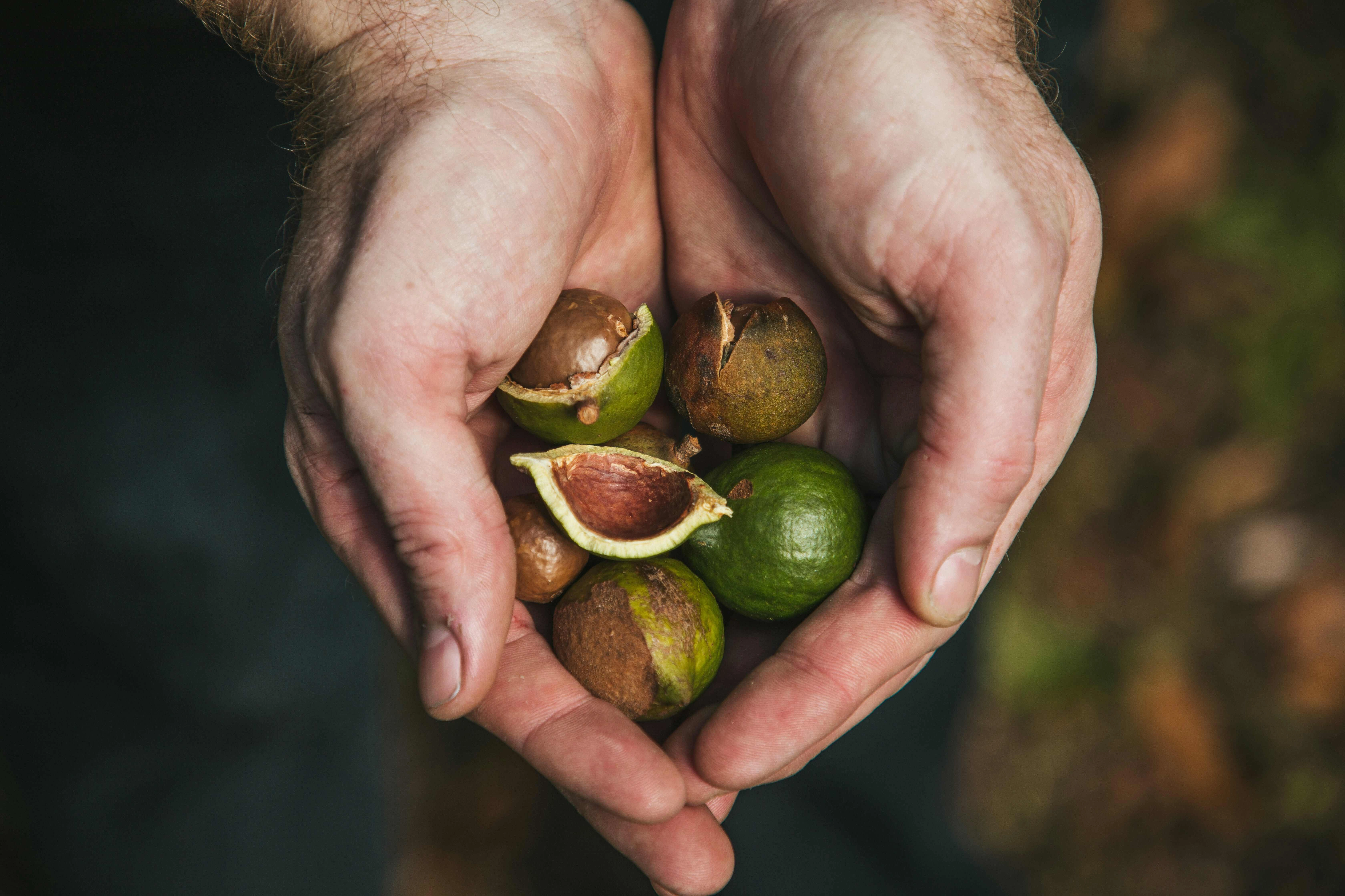 Hands Cradling Fresh Figs Hands Cradling Fresh Figs