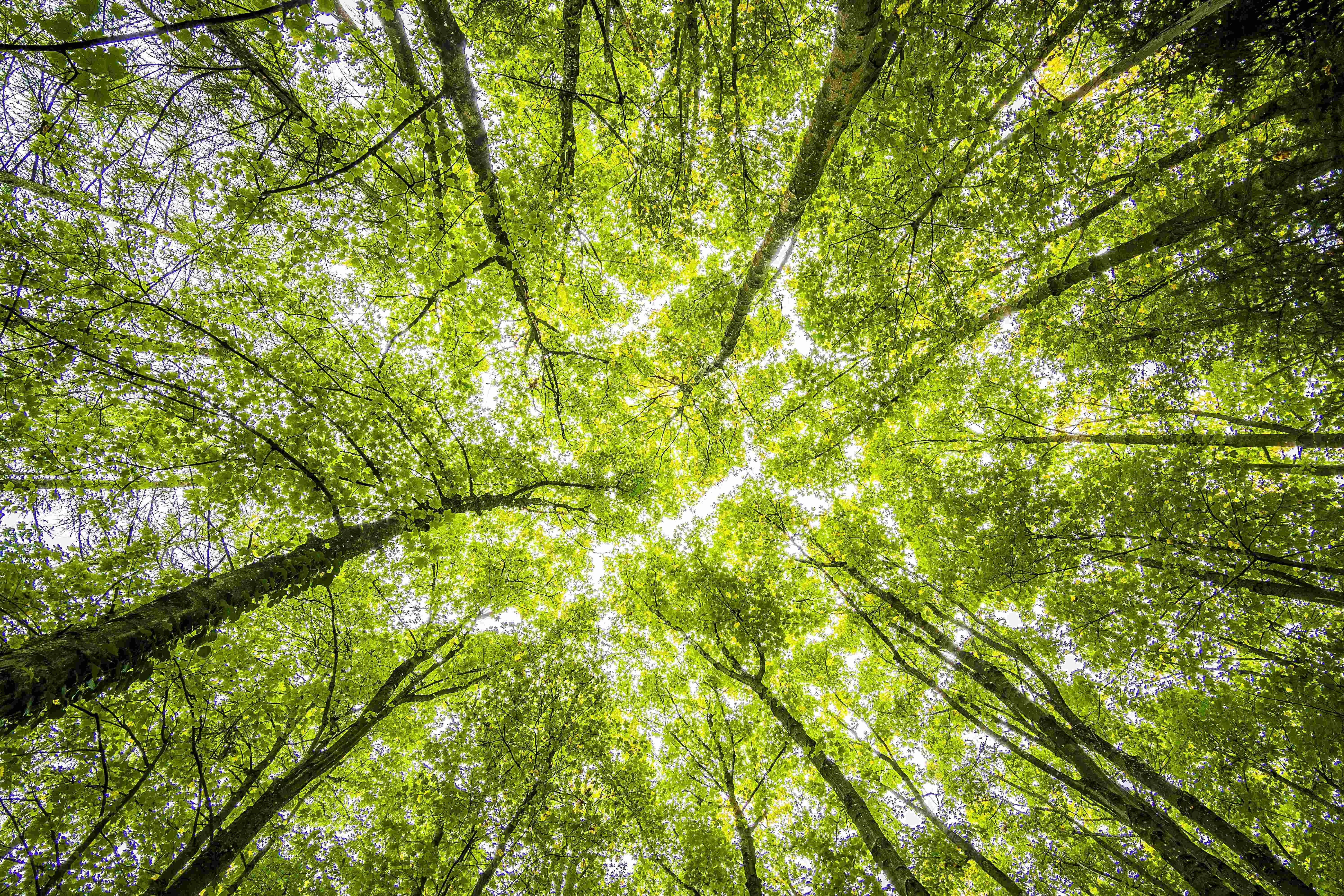 Lush Forest Canopy View