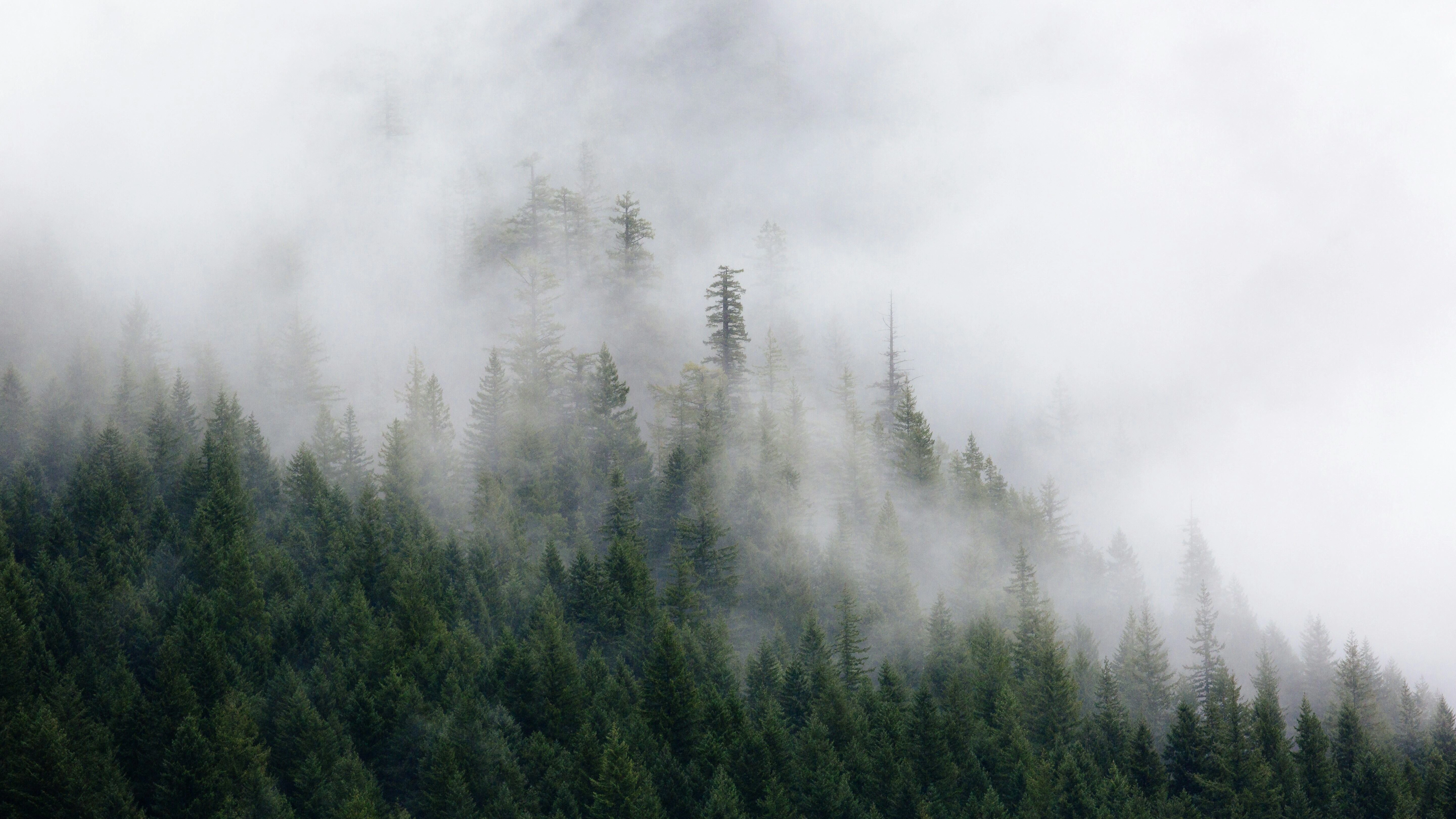 Misty Coniferous Forest Landscape Misty Coniferous Forest Landscape