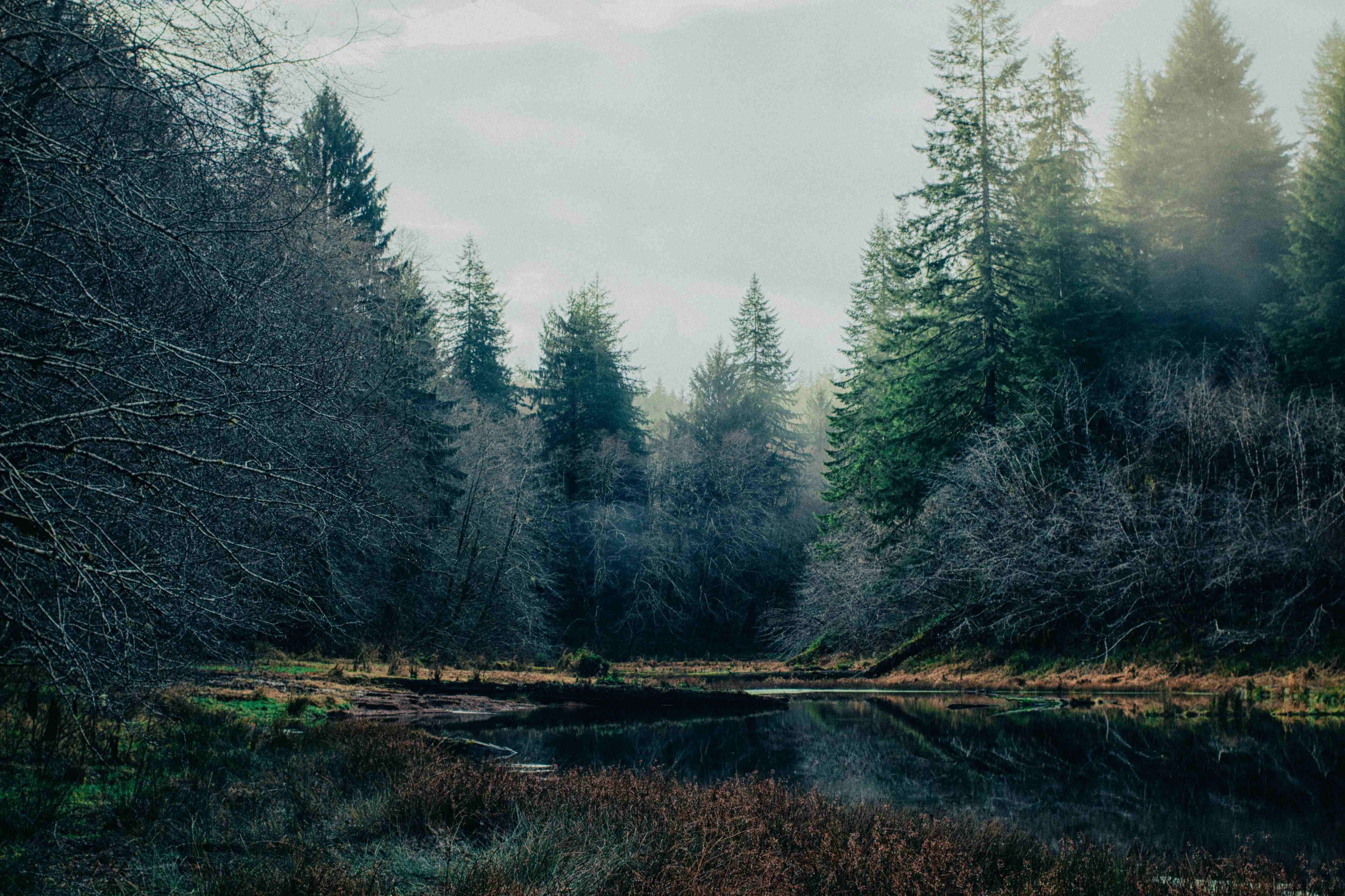 Misty Forest Pond Reflection Misty Forest Pond Reflection