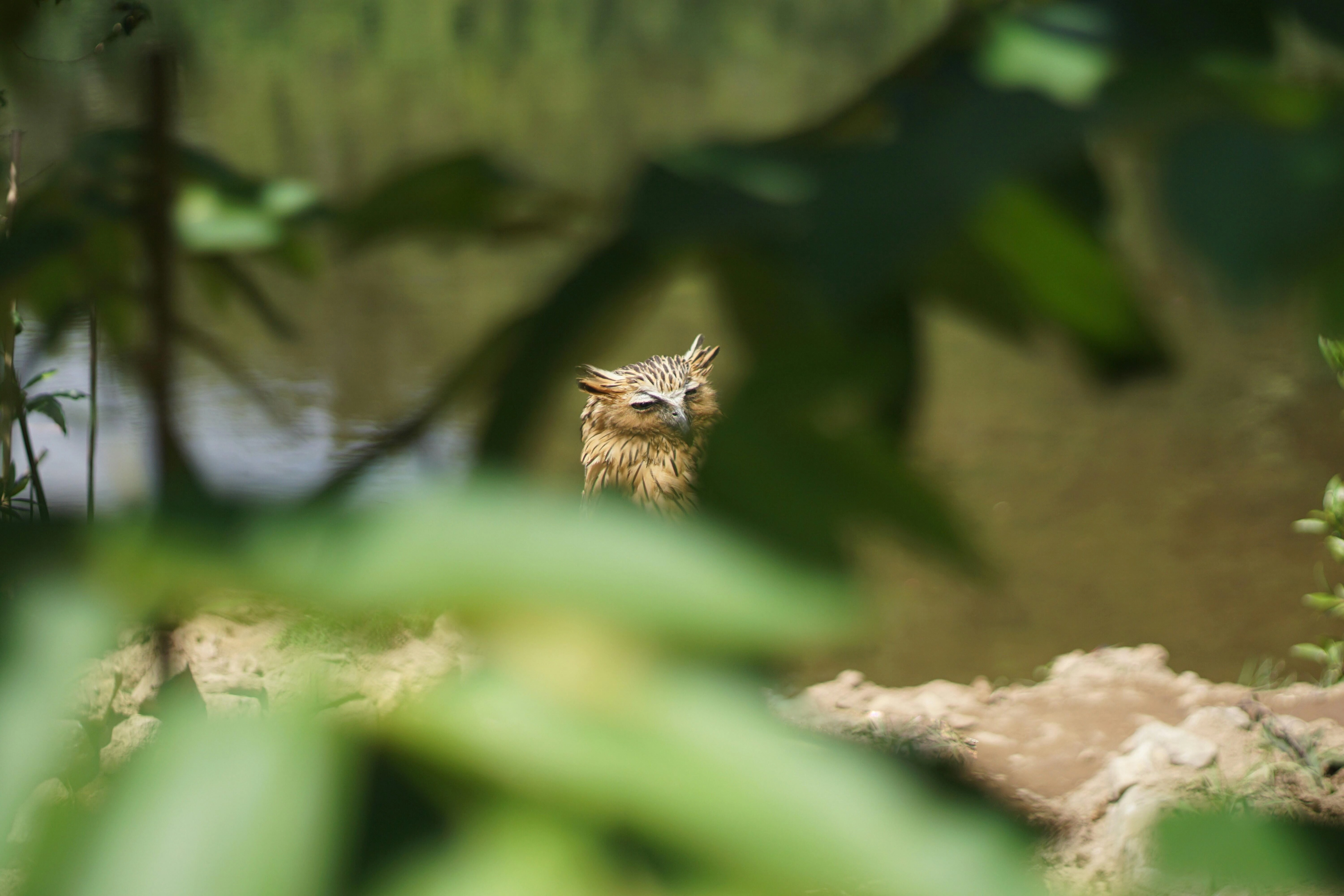 Owl Peeking Through Foliage Owl Peeking Through Foliage