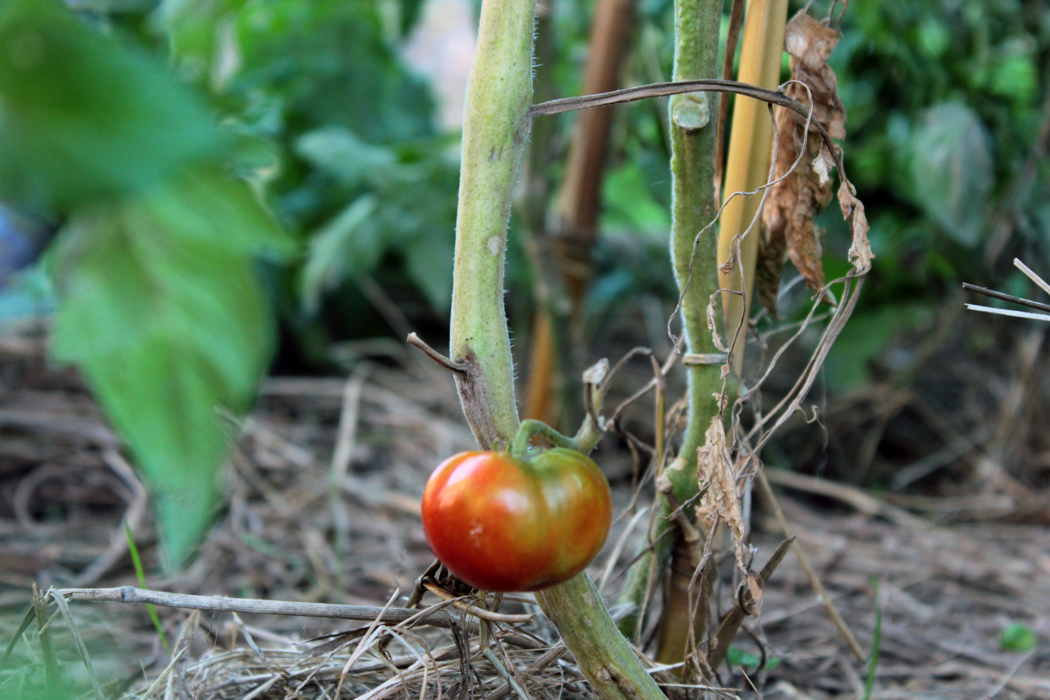 Ripening Garden Tomato Plant Ripening Garden Tomato Plant
