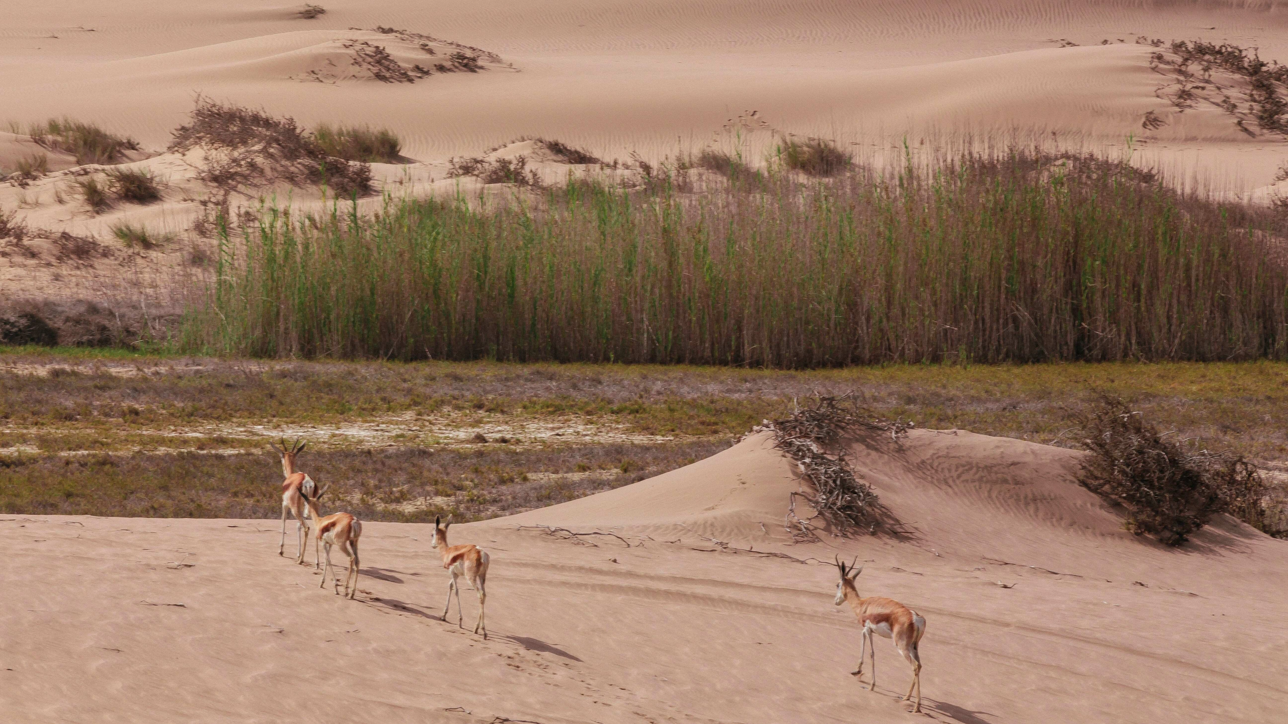 Springboks Traverse Desert Oasis Springboks Traverse Desert Oasis