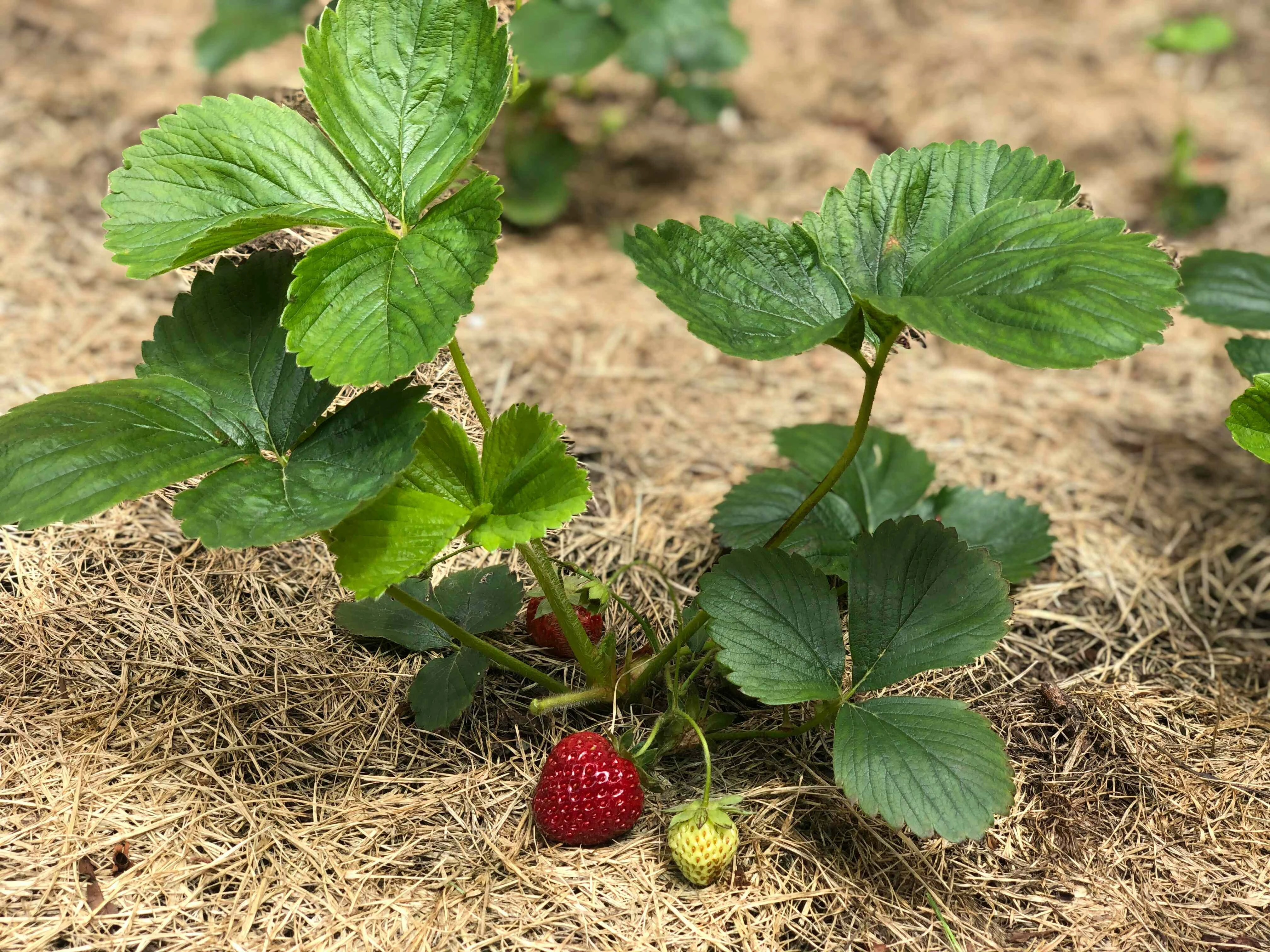 Strawberry Plant with Fruit Strawberry Plant with Fruit