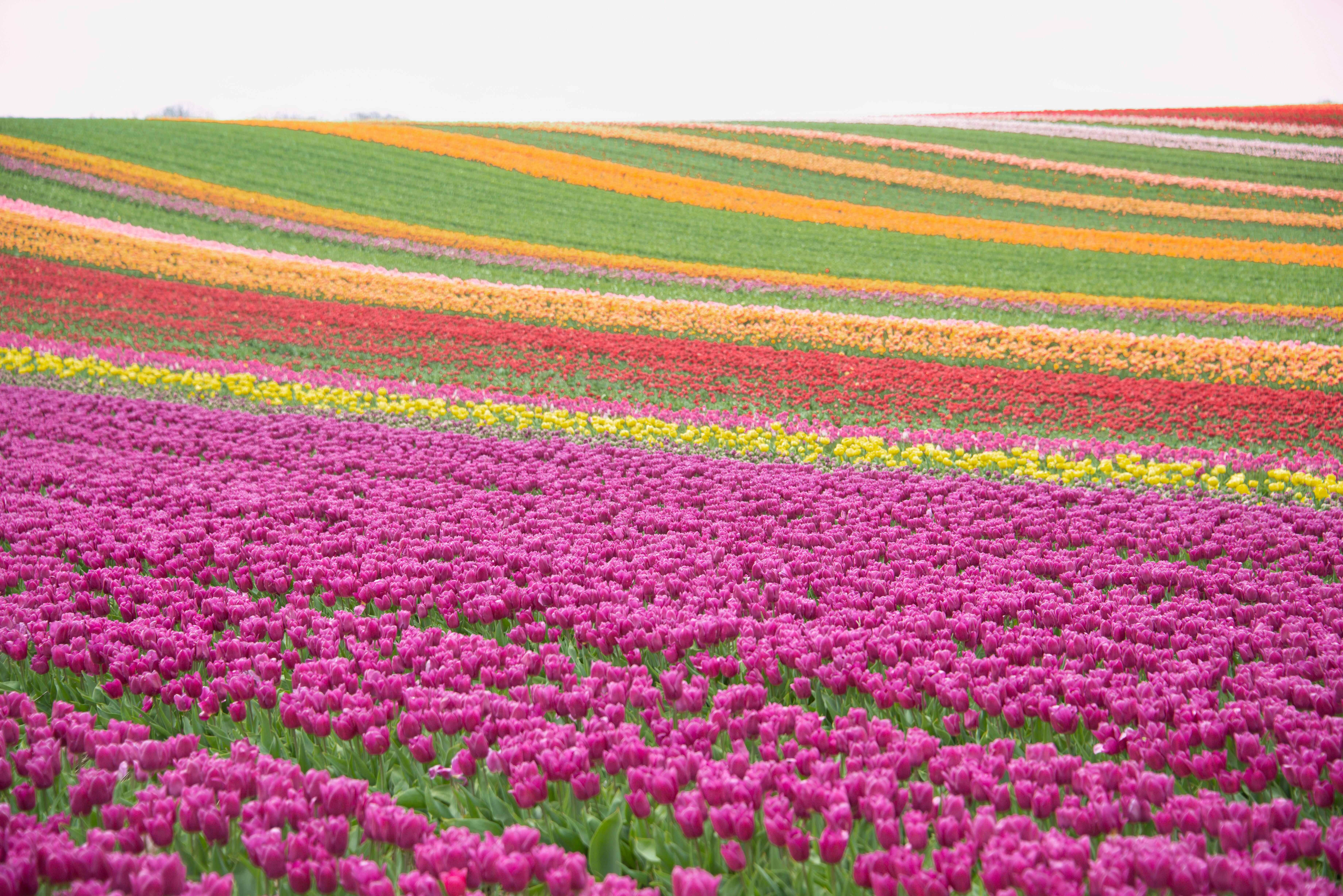 Vibrant Tulip Fields Rainbow Vibrant Tulip Fields Rainbow
