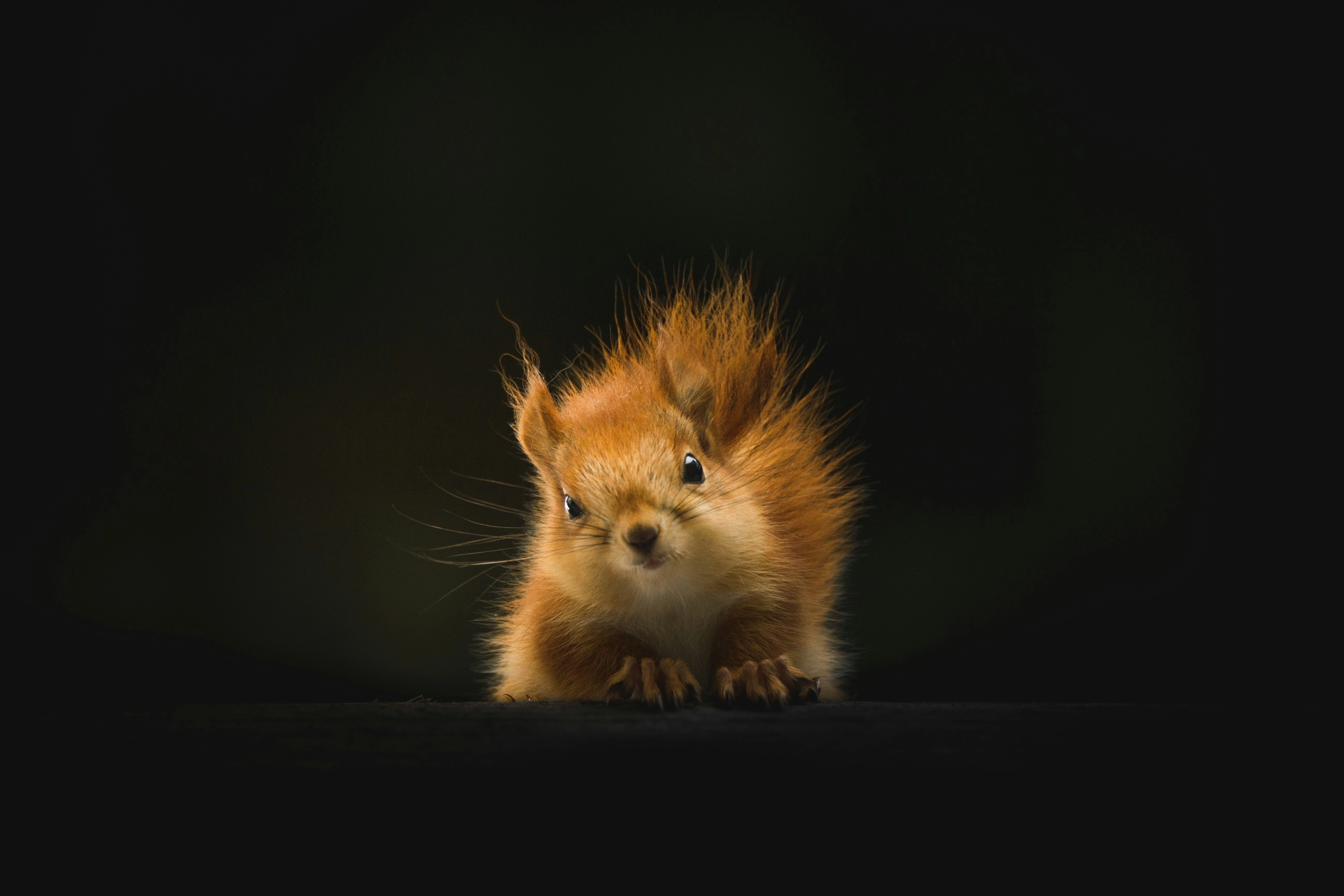 Curious Red Squirrel Portrait Curious Red Squirrel Portrait