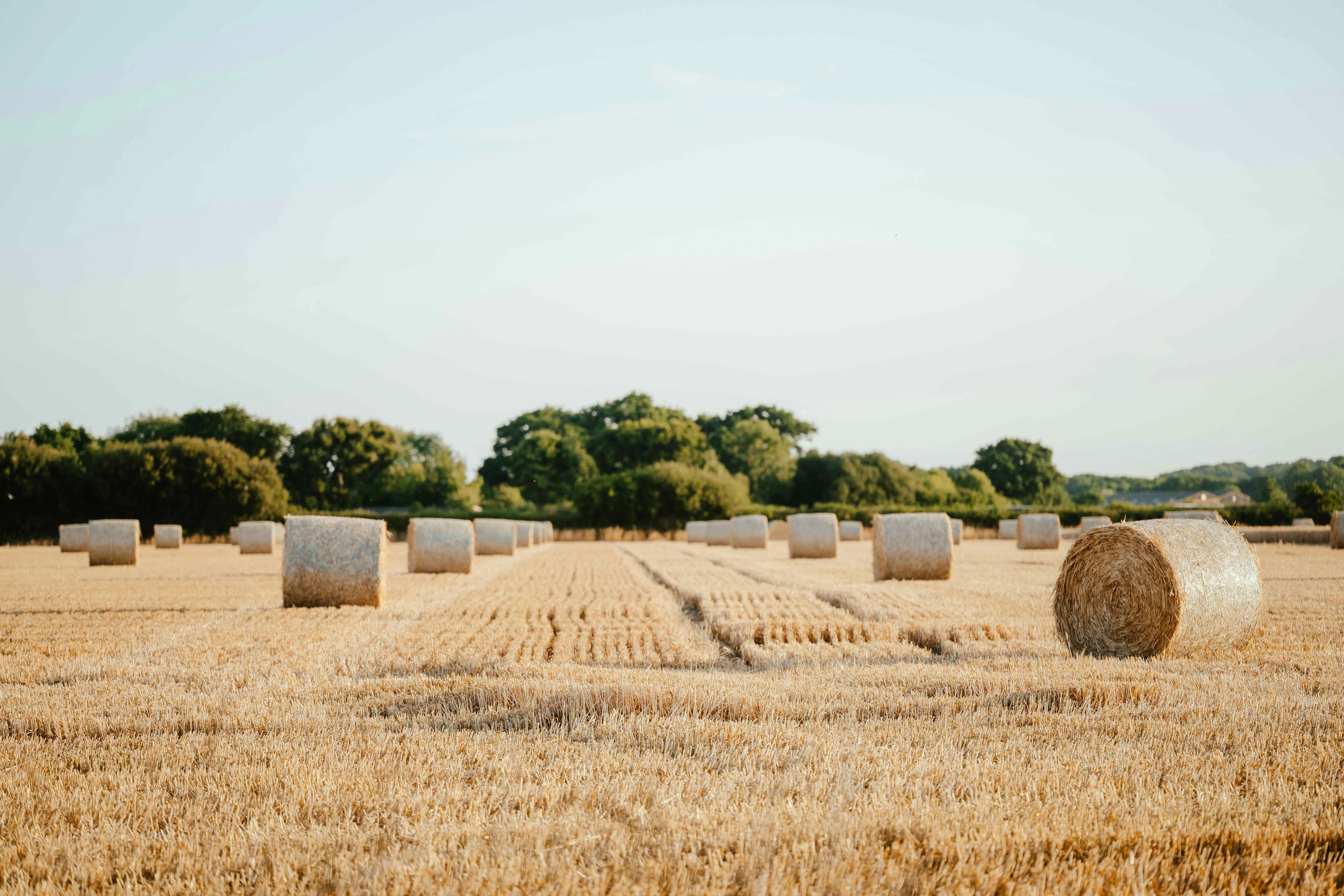 Harvested Field with Haybales