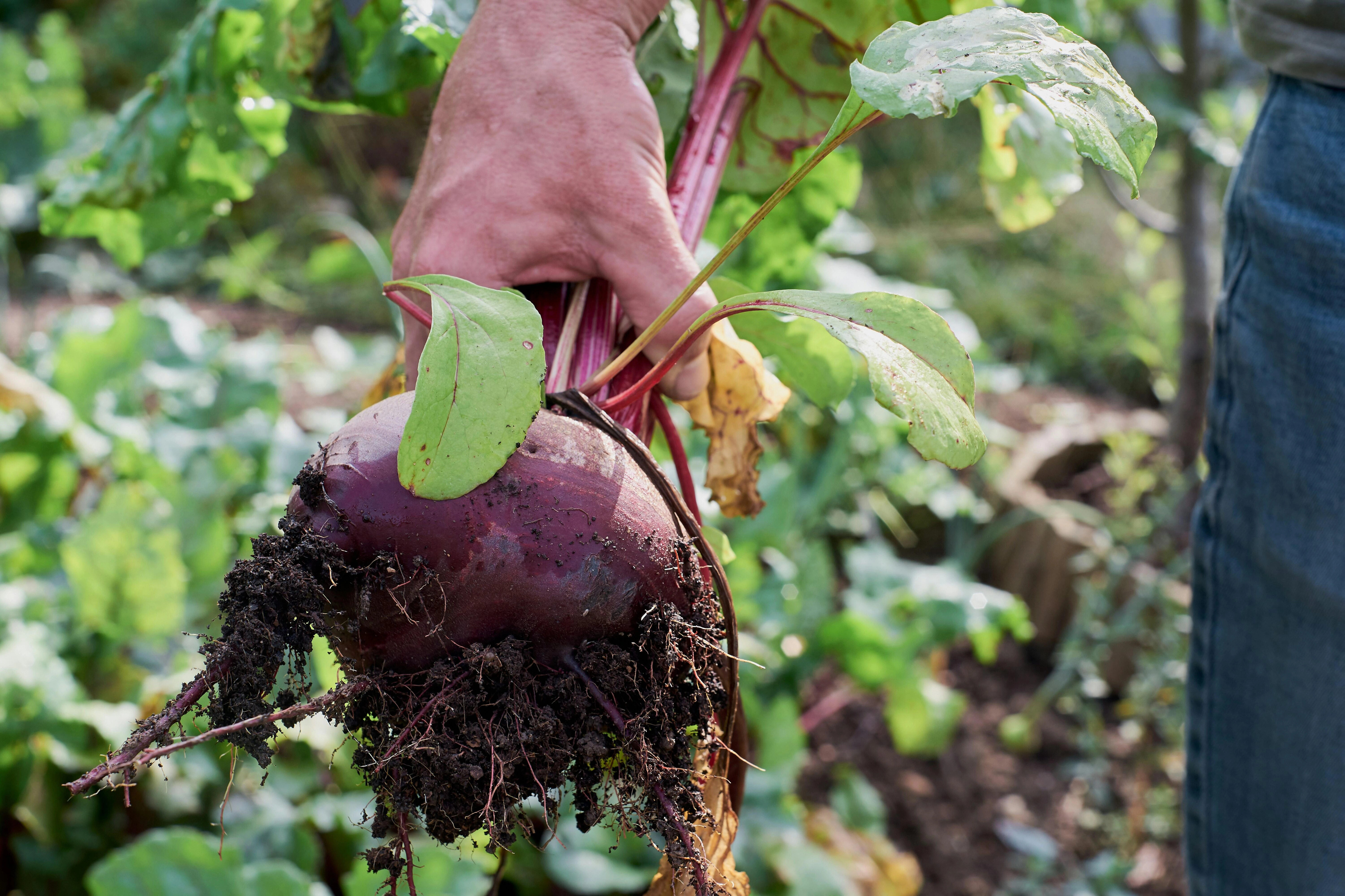 Harvesting Fresh Garden Beet Harvesting Fresh Garden Beet