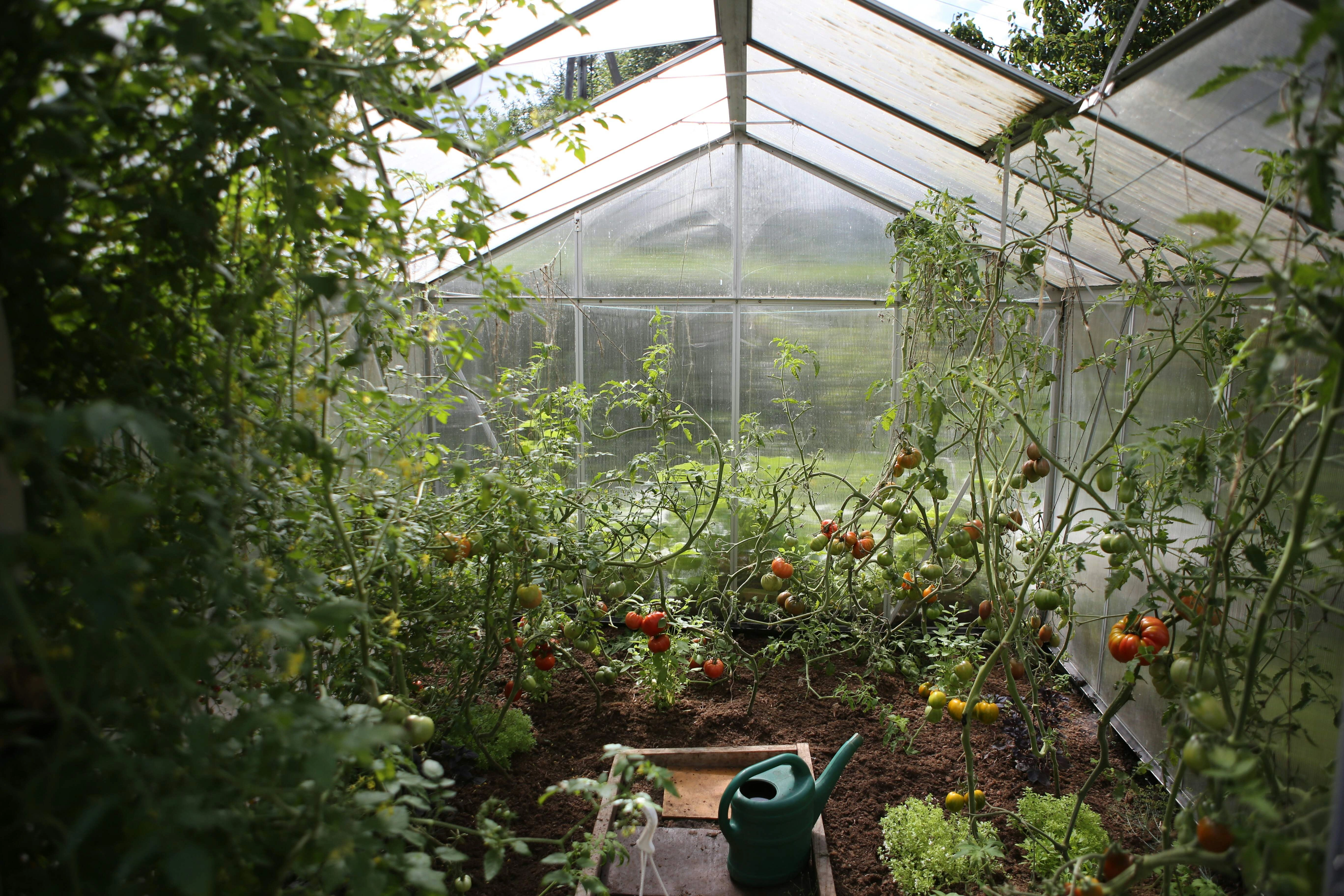 Lush Greenhouse Tomato Garden Lush Greenhouse Tomato Garden