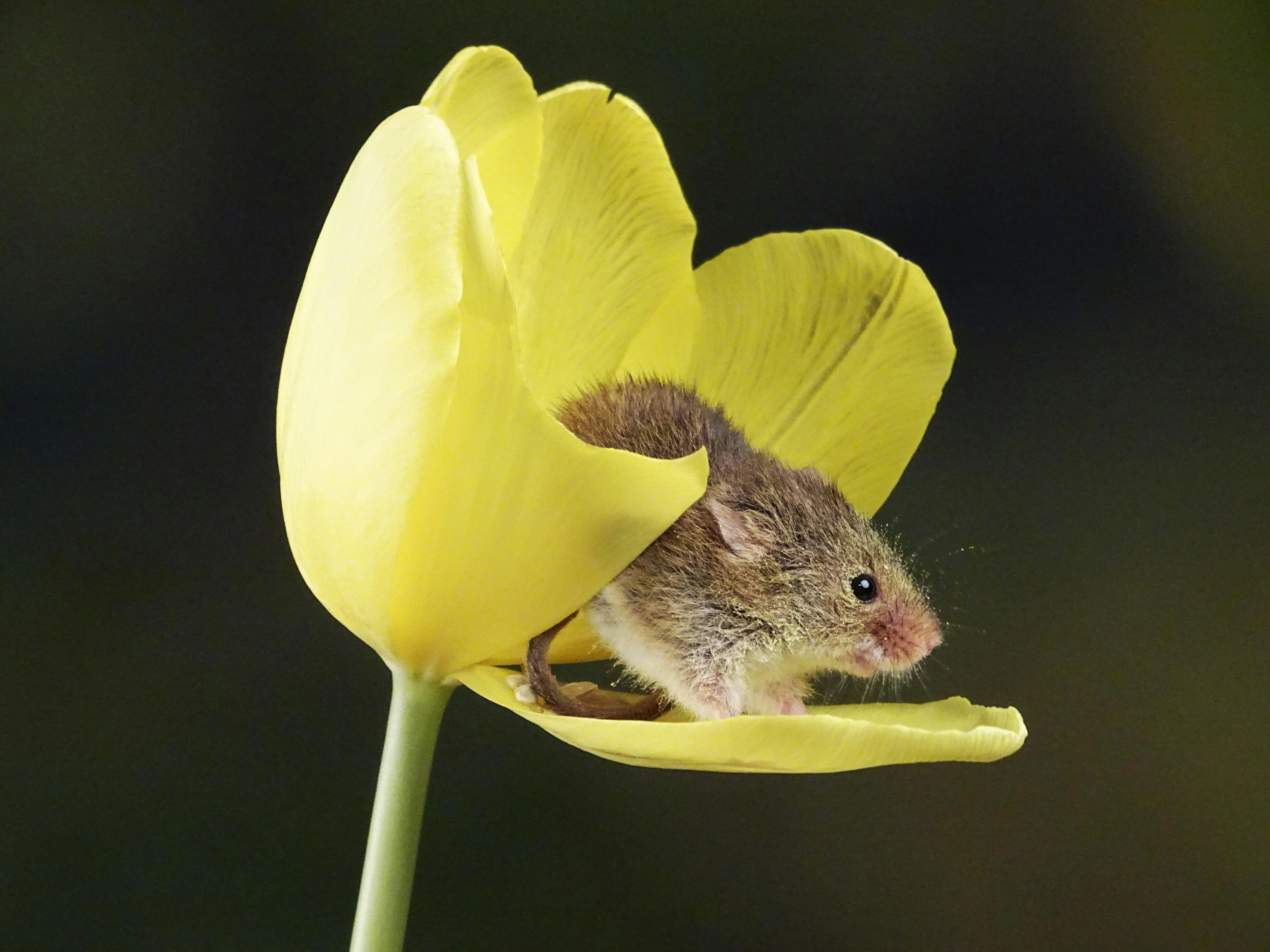 Mouse on Yellow Tulip Mouse on Yellow Tulip