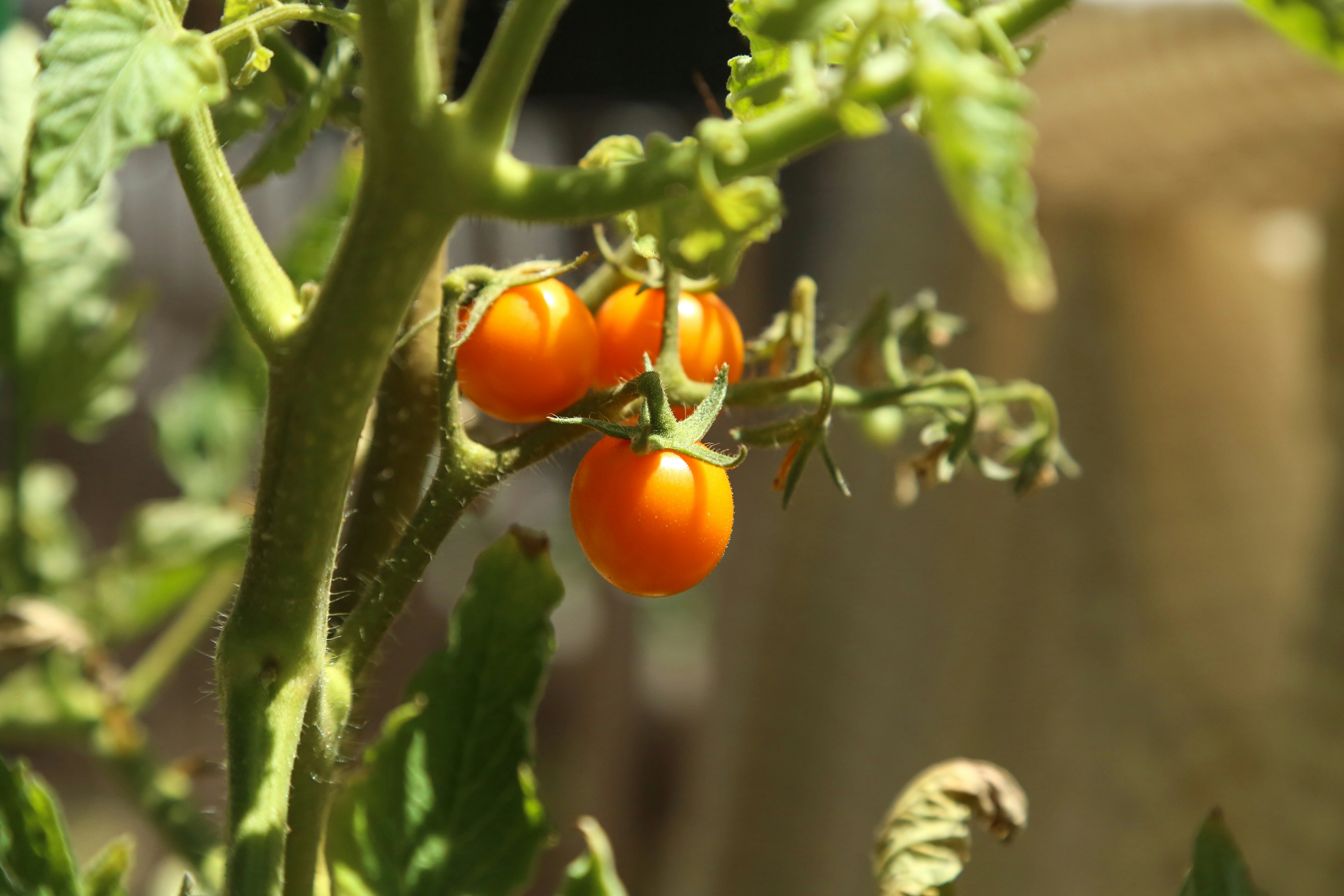 Ripening Tomatoes on Vine Ripening Tomatoes on Vine