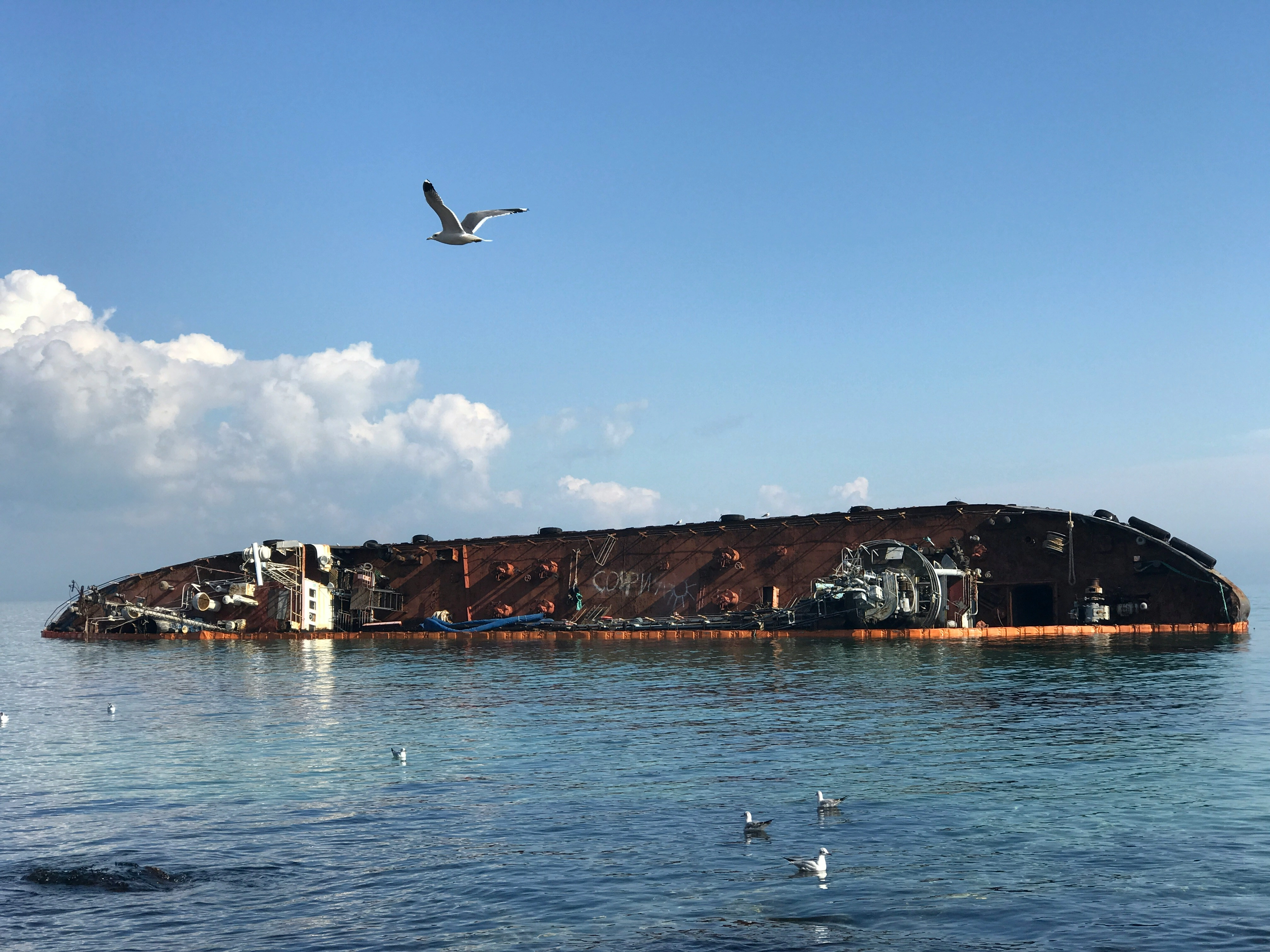 Shipwreck with Soaring Seagull Shipwreck with Soaring Seagull