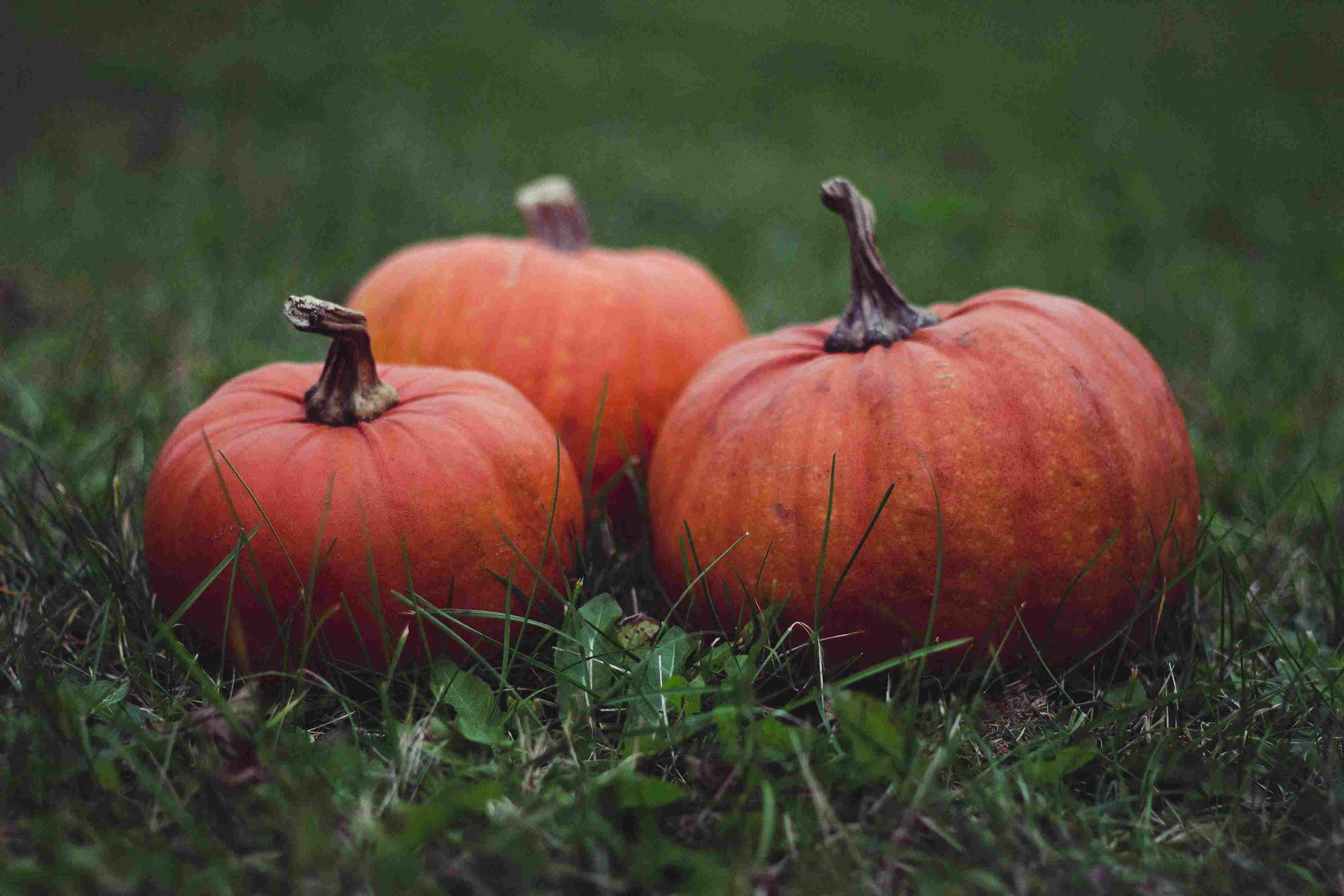 Autumn Pumpkins in Grass Autumn Pumpkins in Grass