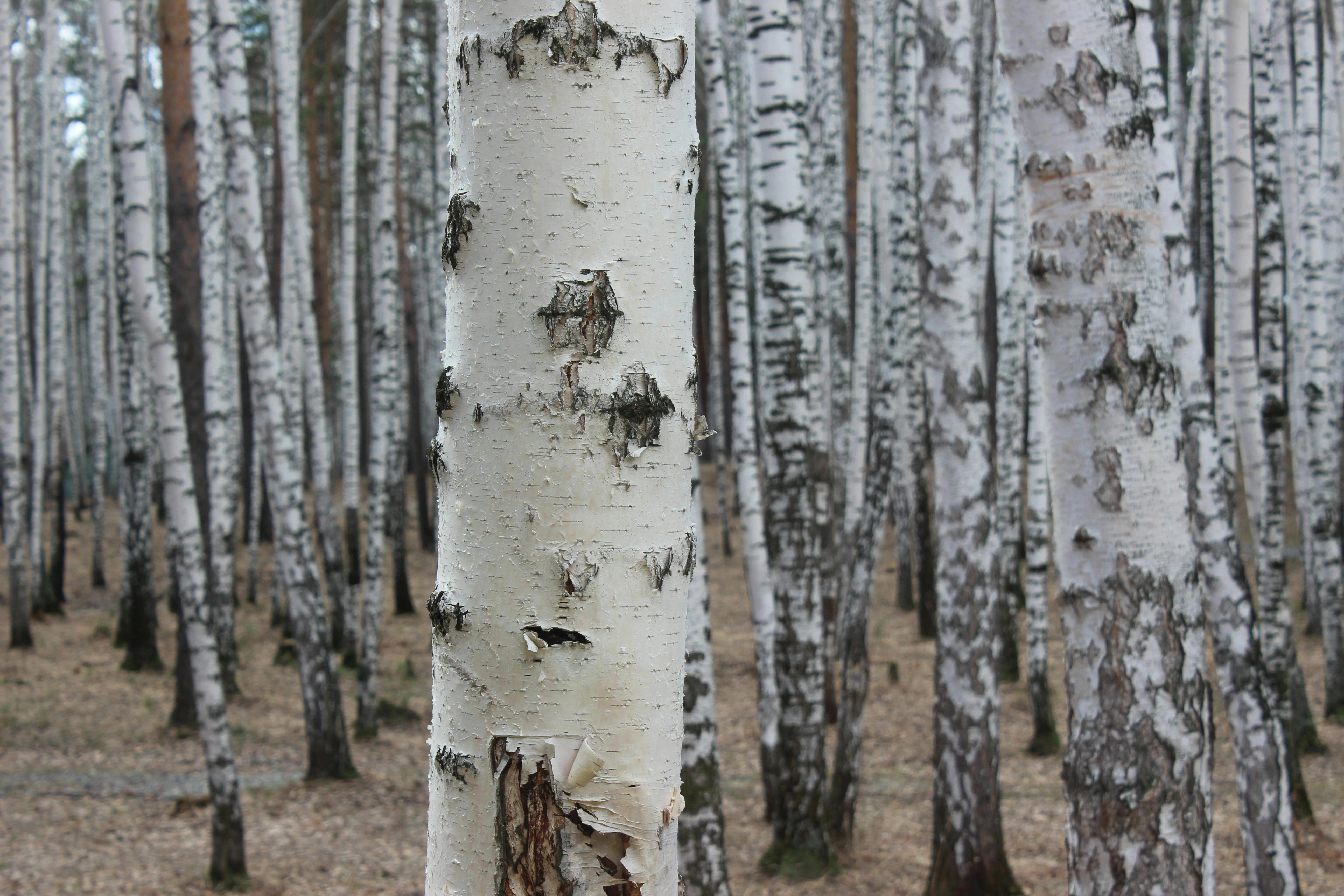 Birch Forest in Focus
