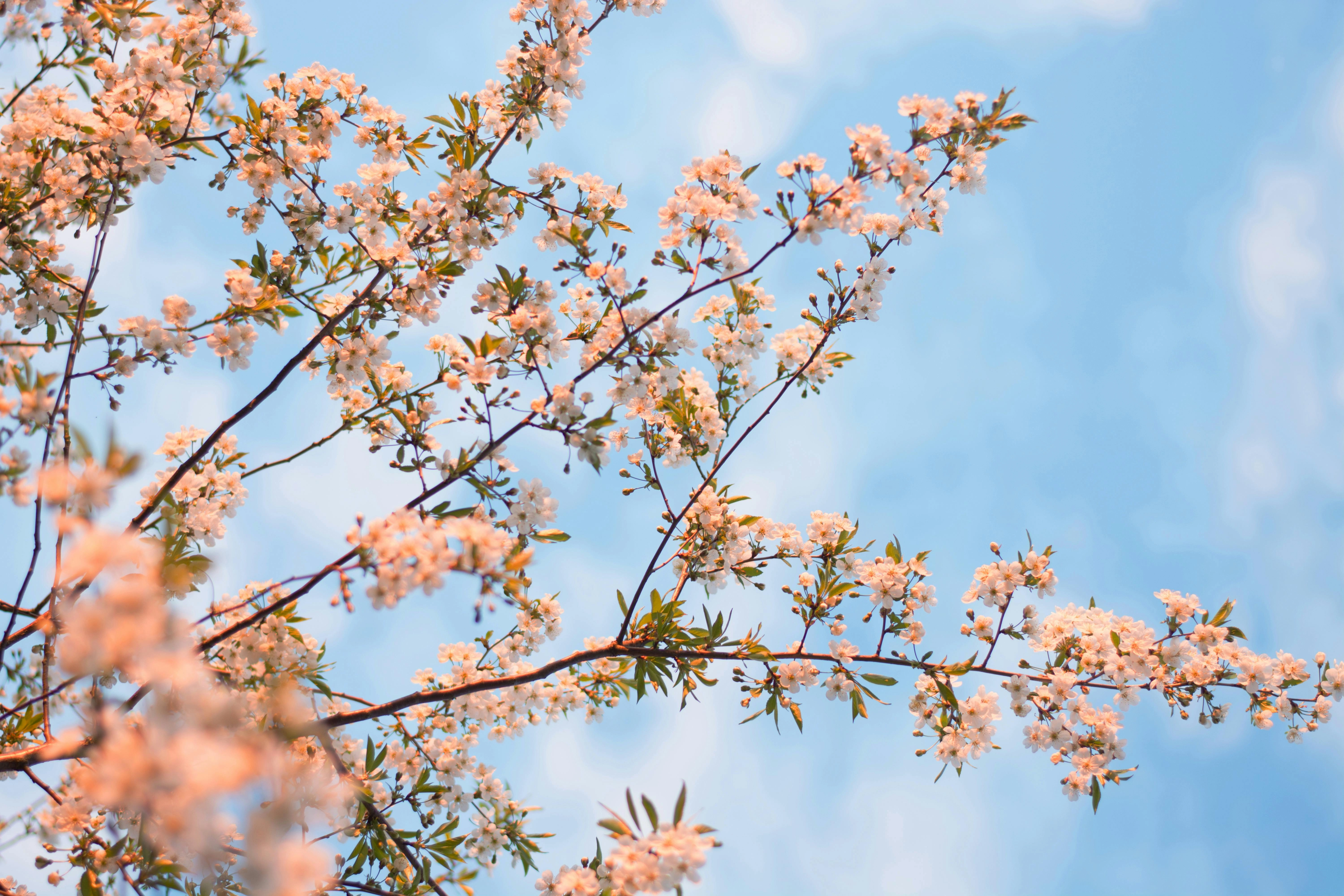 Cherry Blossoms in Spring Cherry Blossoms in Spring