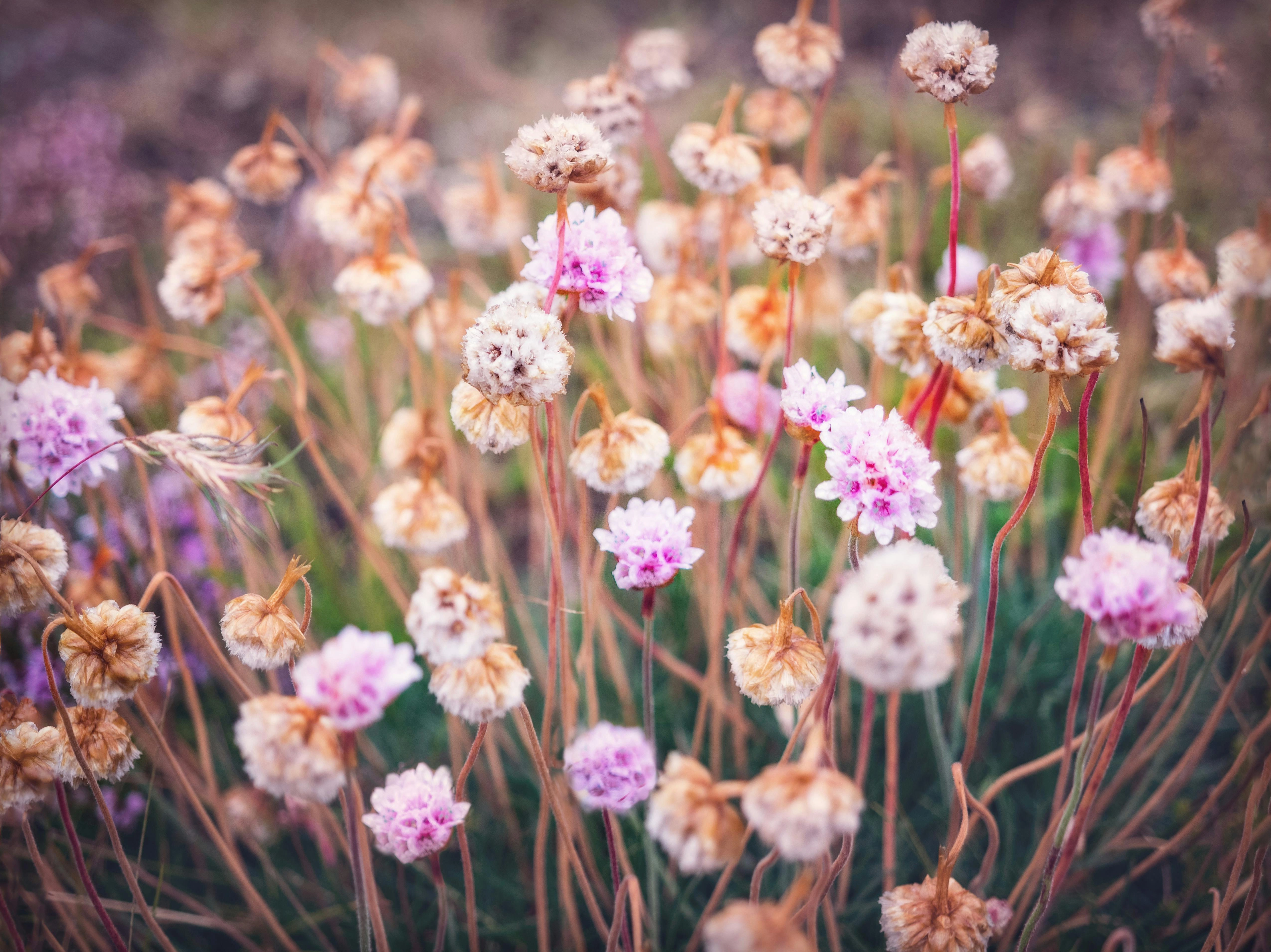 Delicate Wildflower Meadow Blooms Delicate Wildflower Meadow Blooms