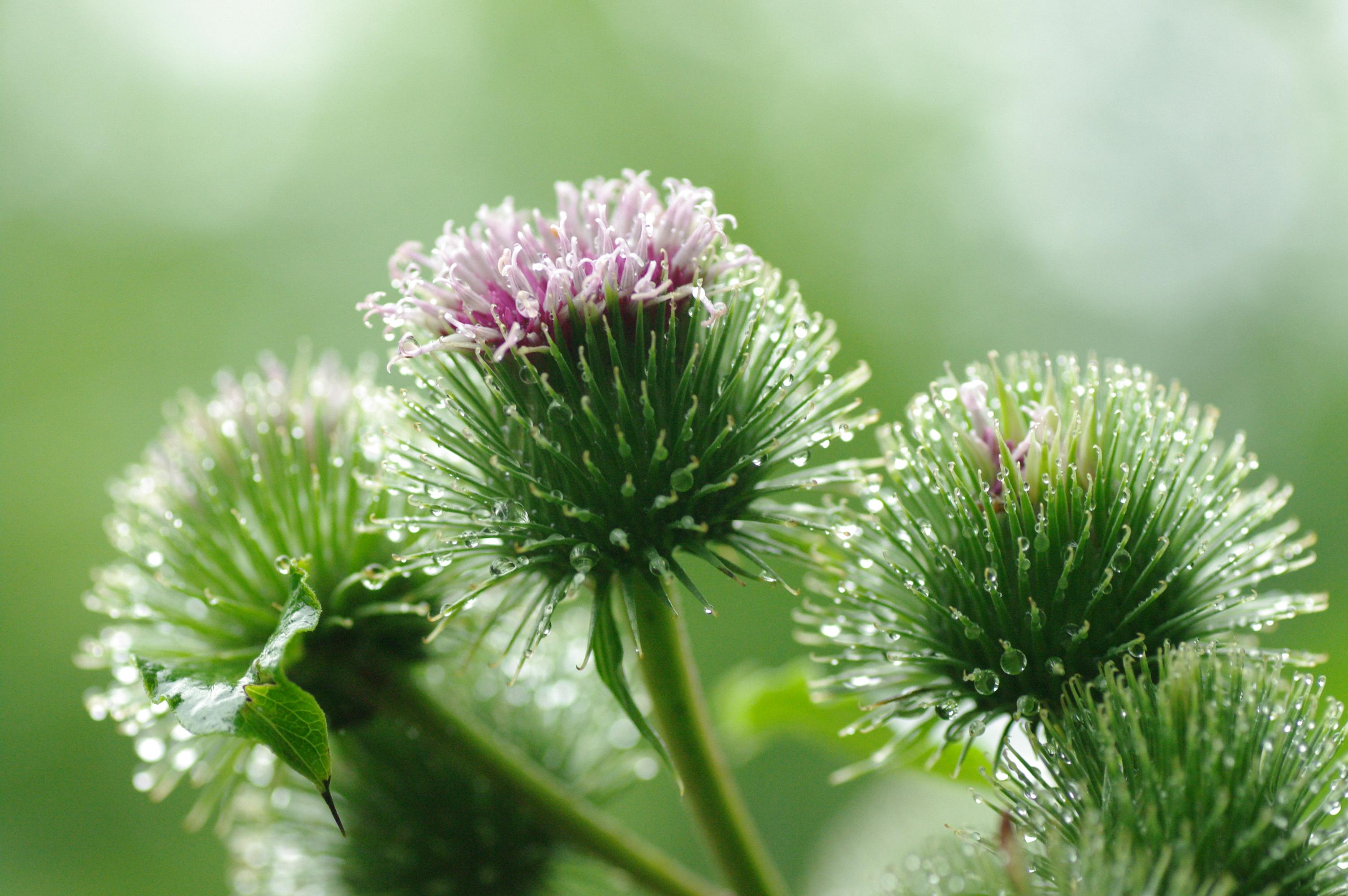 Dewy Burdock Flower Closeup