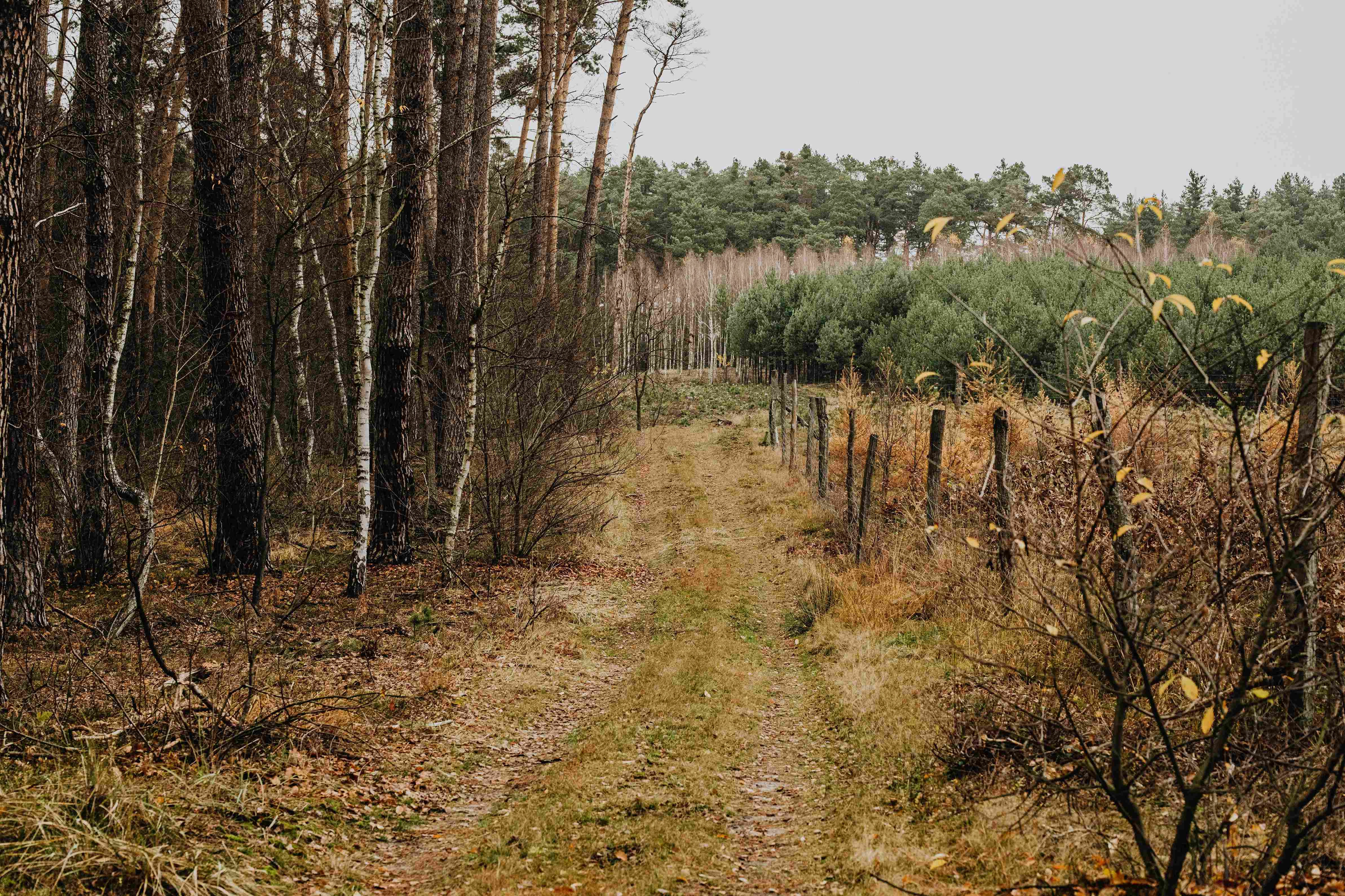 Forest Path Autumn Transition Forest Path Autumn Transition