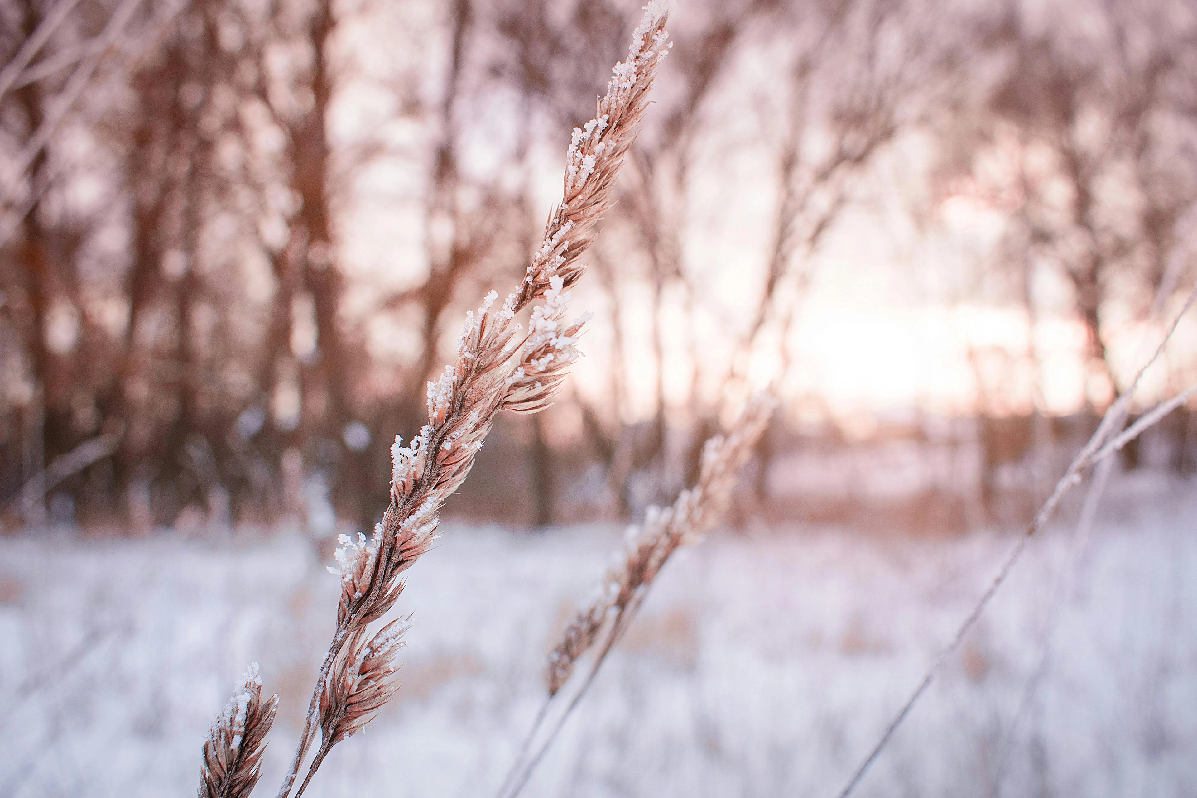 Frosty Winter Wheat Stalk
