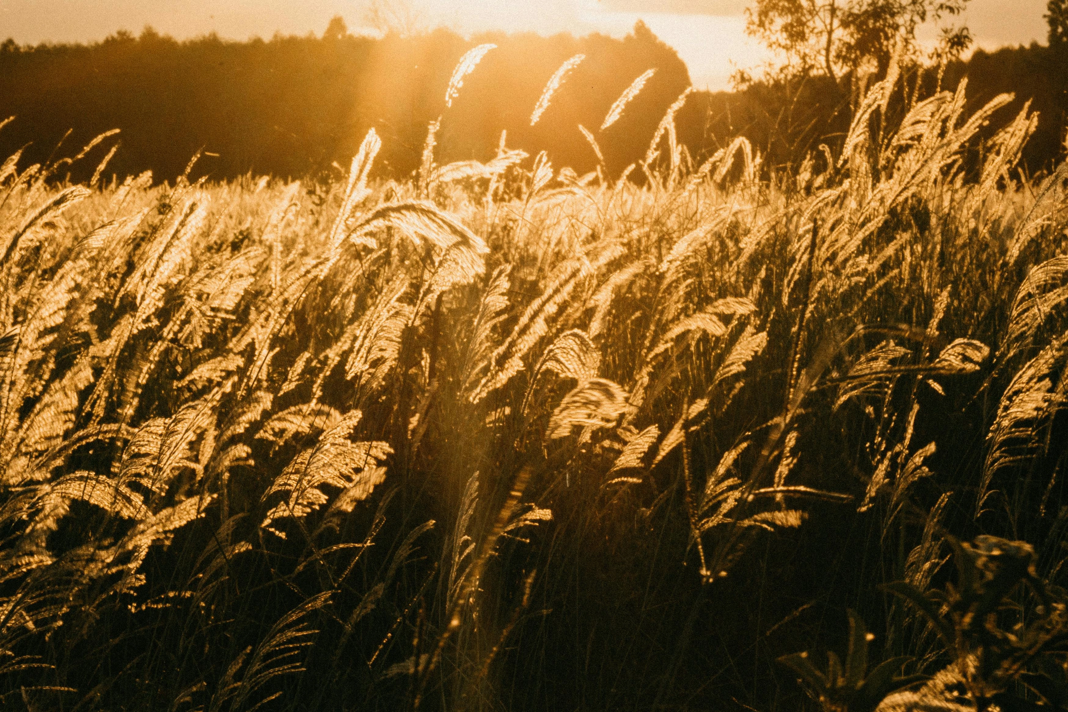 Golden Sunset over Grassfield