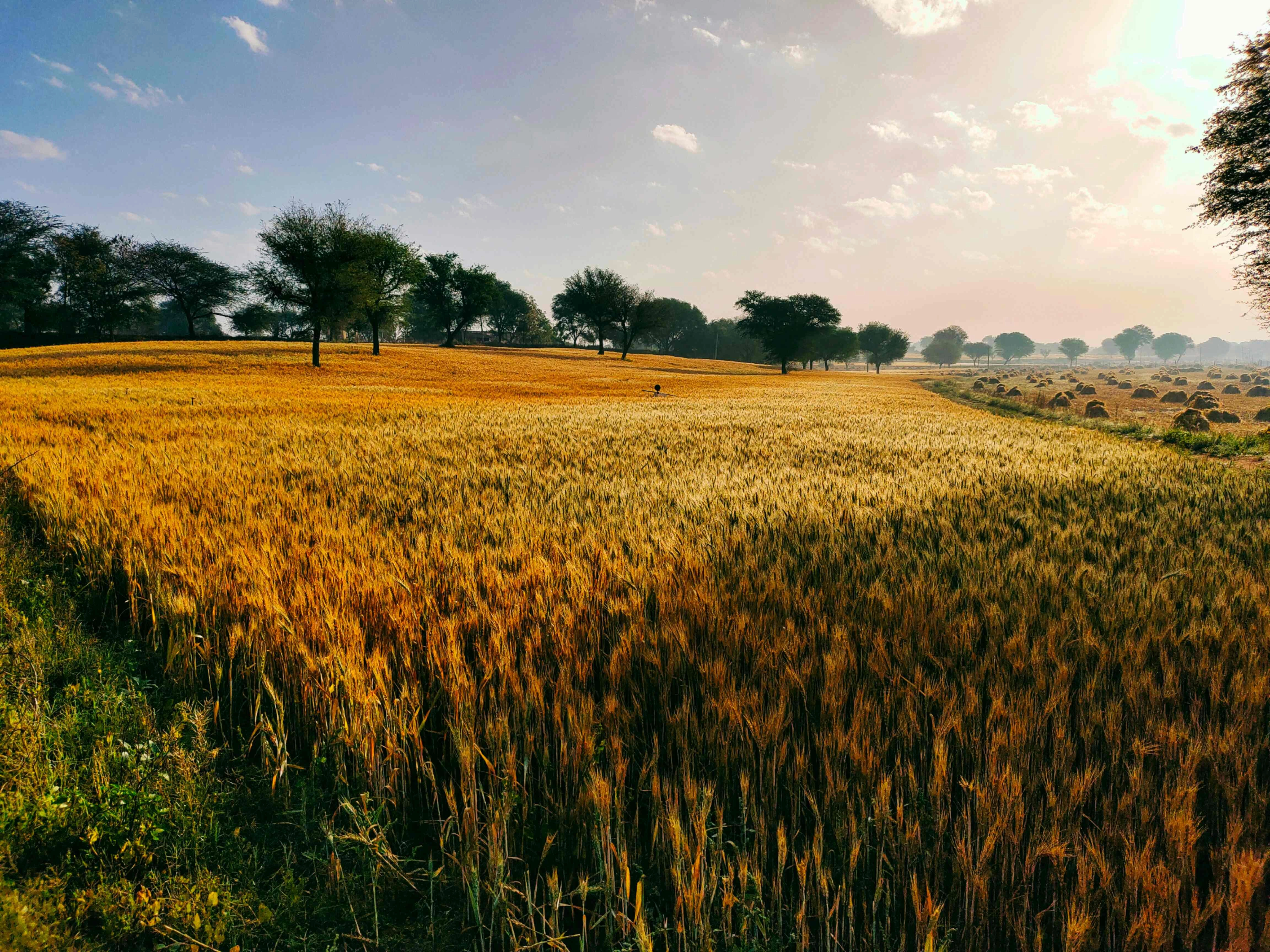 Golden Wheat Field Landscape