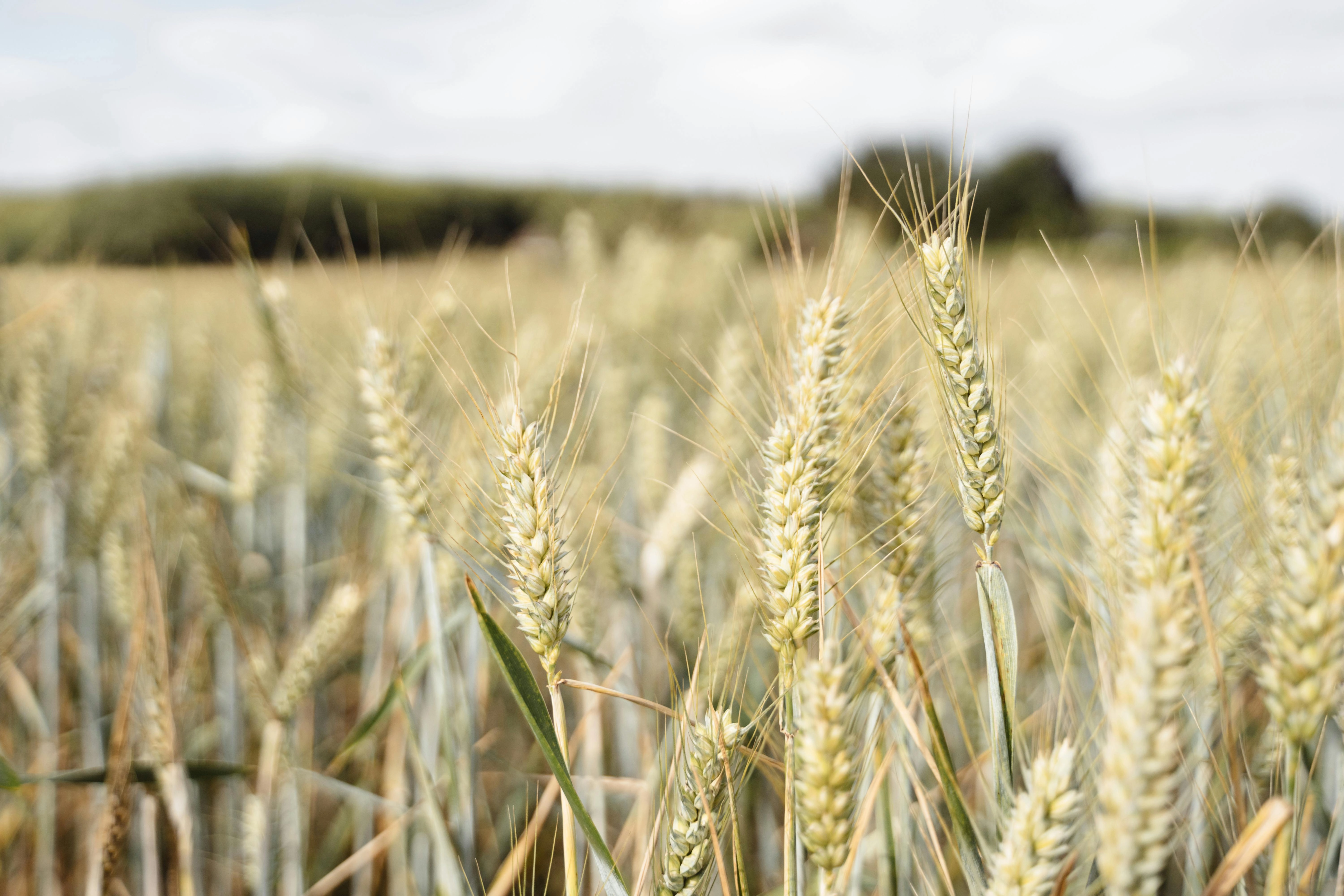 Golden Wheat Field Landscape