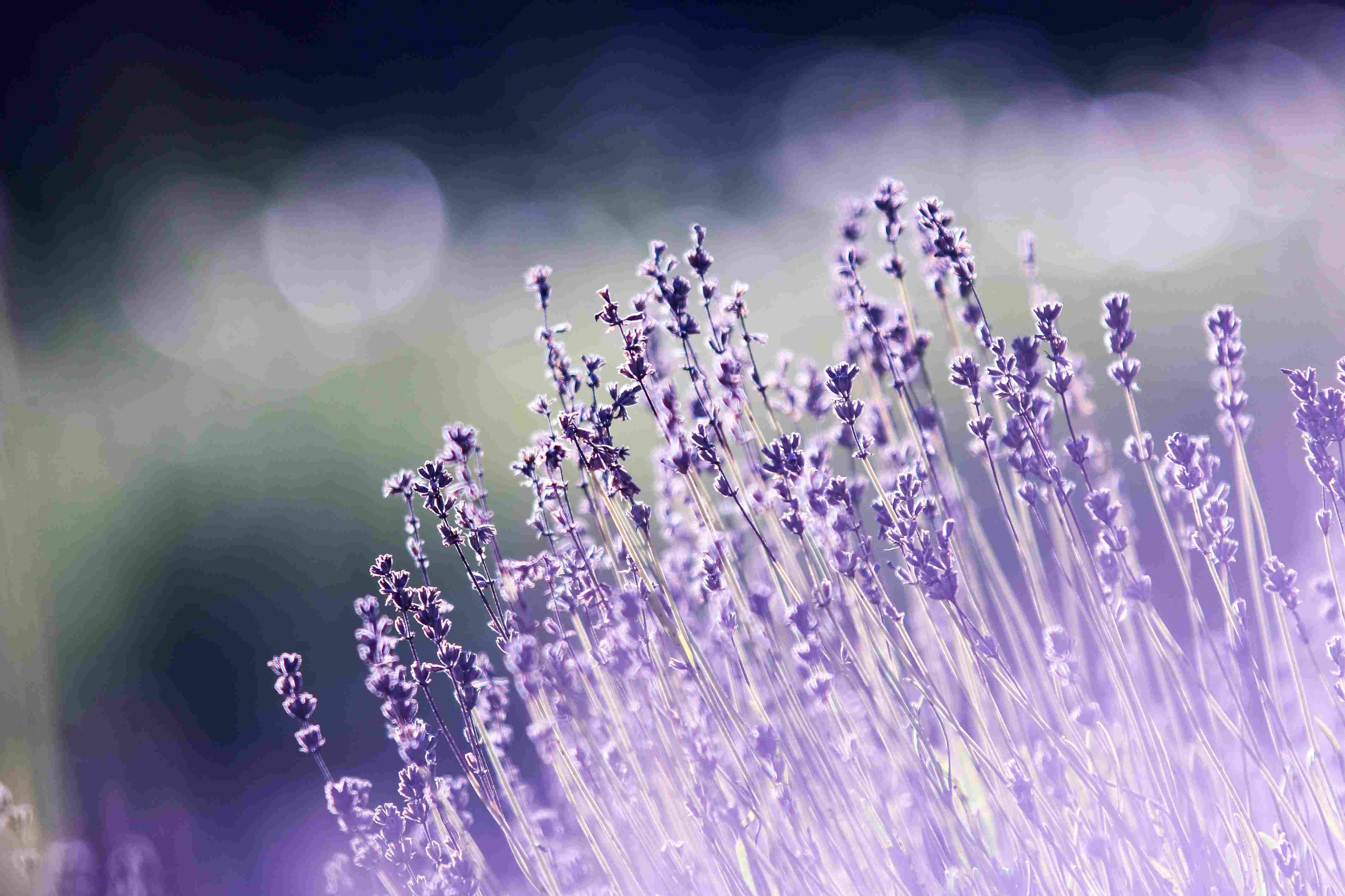 Lavender Field in Sunlight Lavender Field in Sunlight