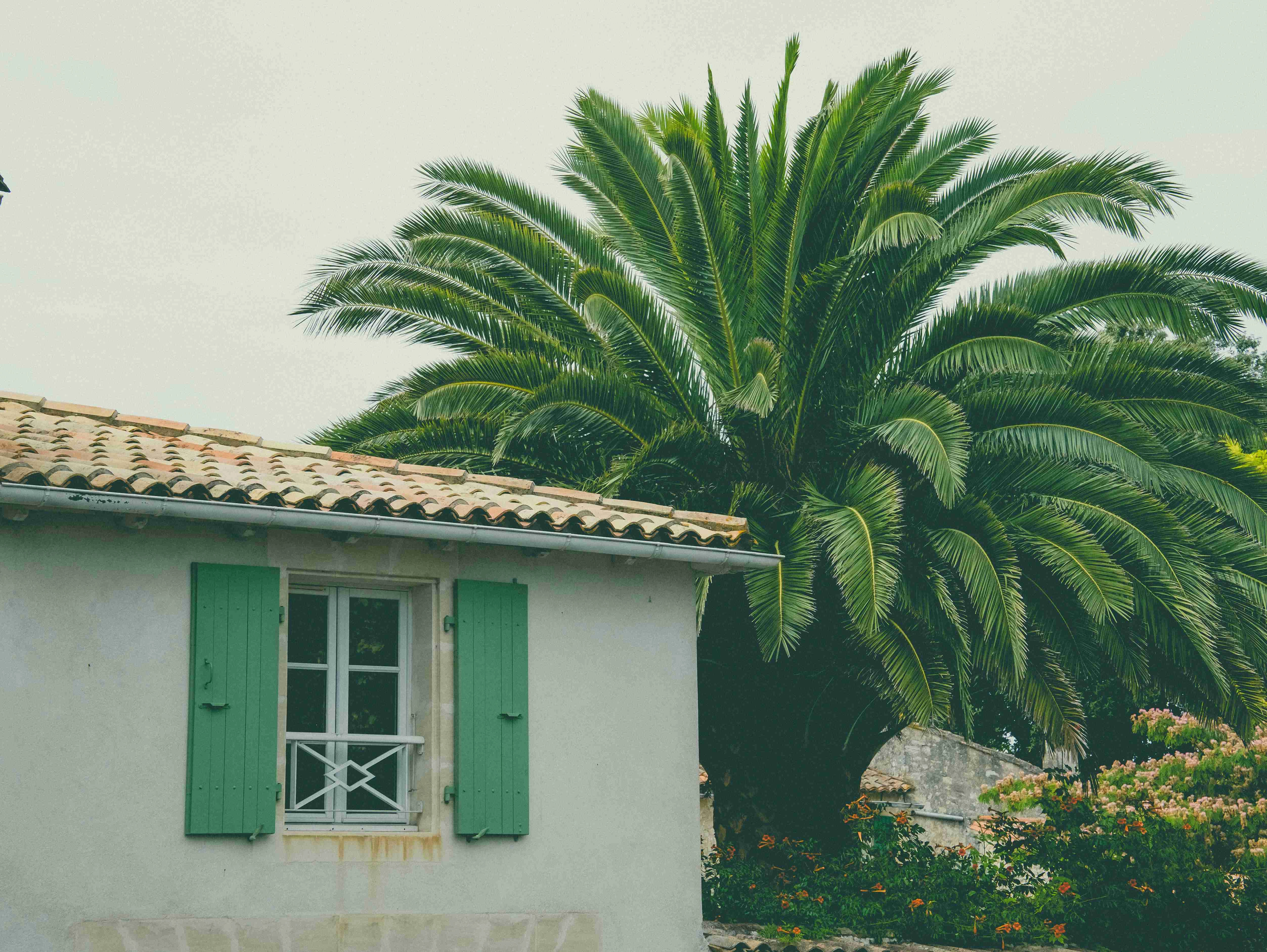 Mediterranean Villa with Palm Mediterranean Villa with Palm