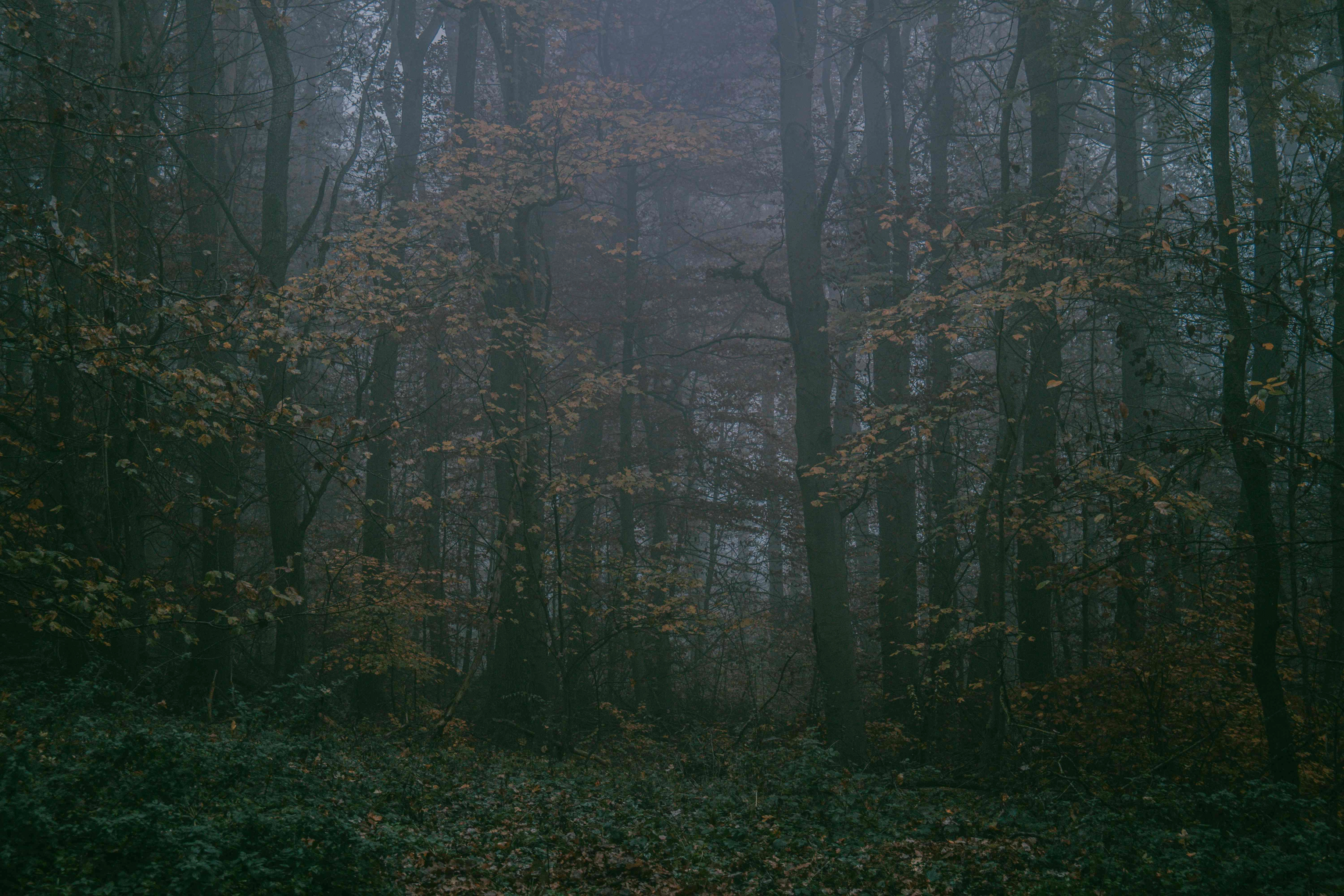 Misty Autumn Forest Scene Misty Autumn Forest Scene