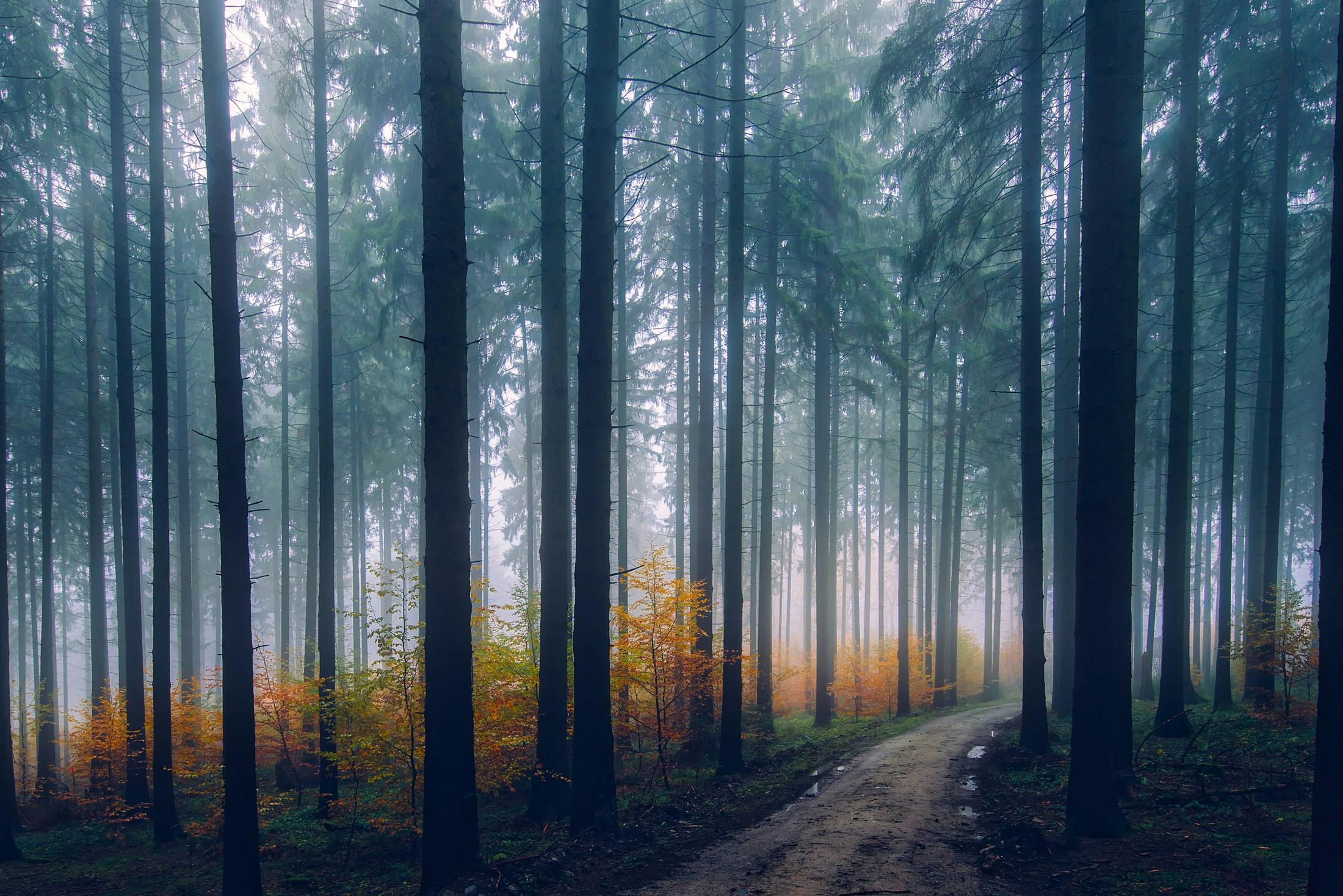 Misty Forest Path in Autumn Misty Forest Path in Autumn