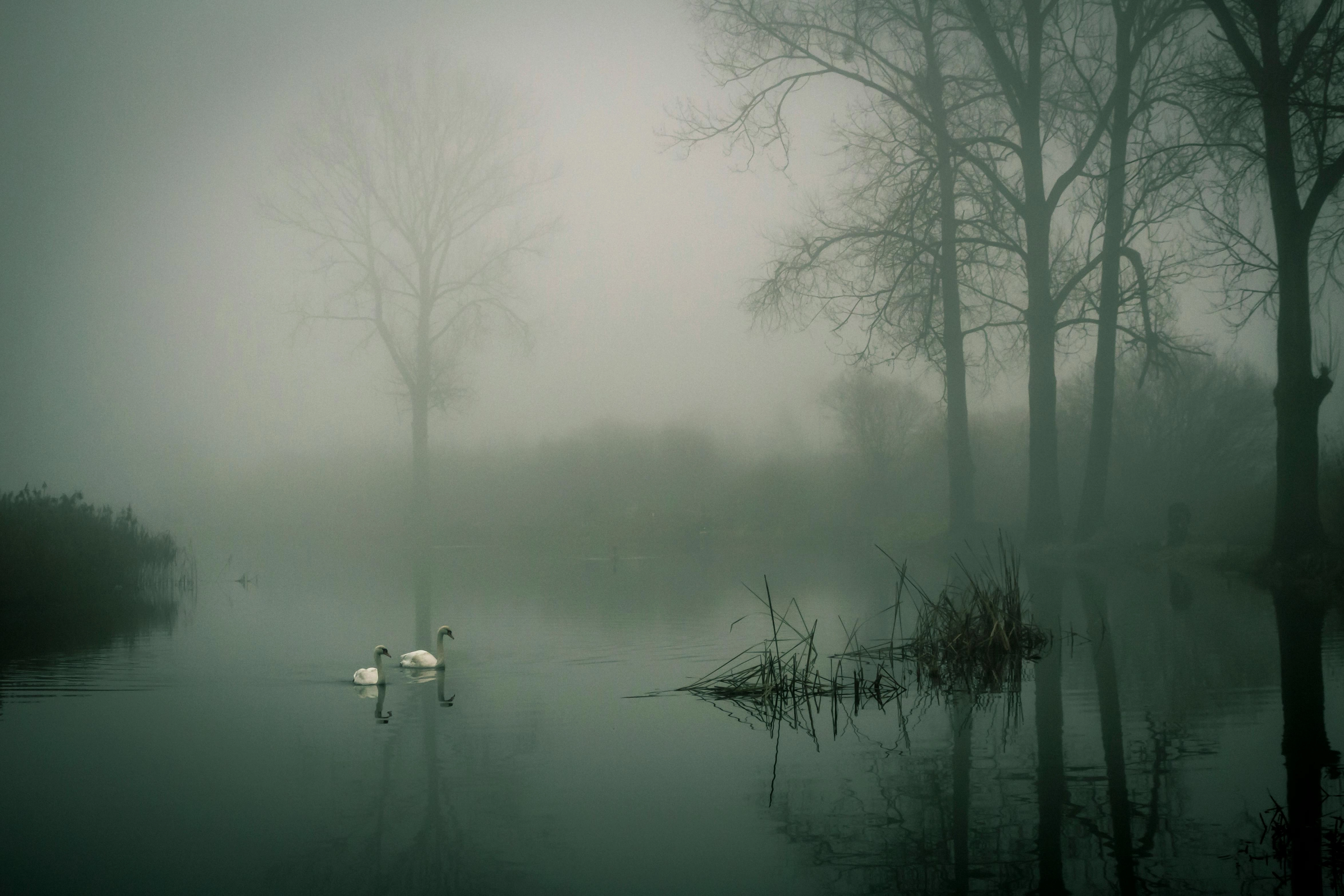 Misty Swans on Lake