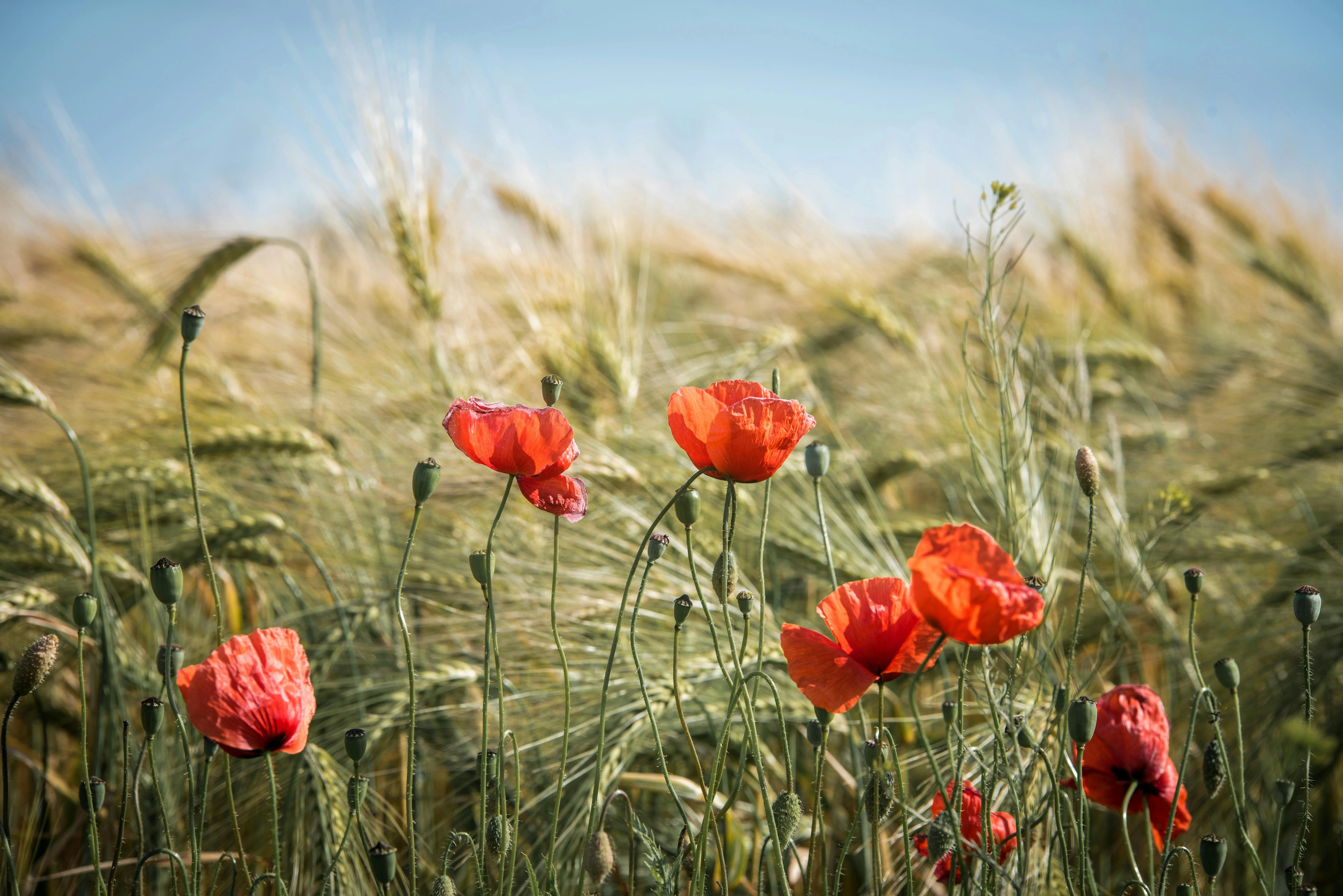 Poppies in Wheat Field